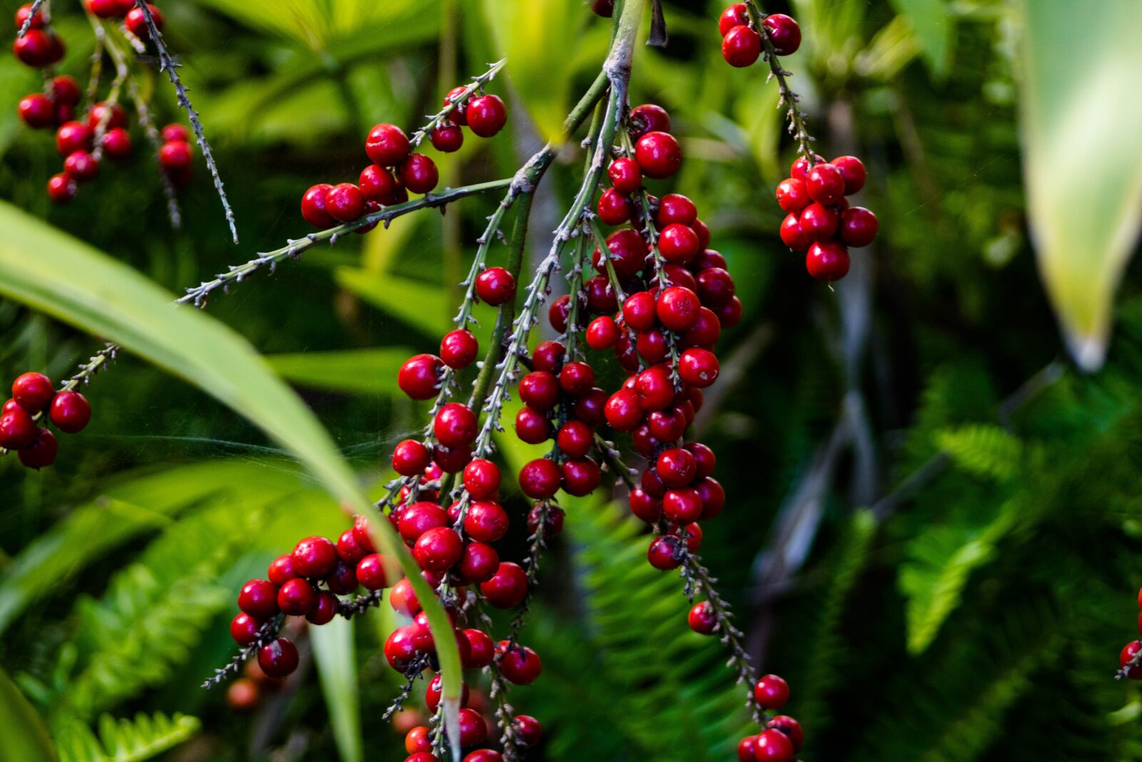 Canon EF 28-80mm f/3.5-5.6 USM sample photo. Plant, berries, autumn photography