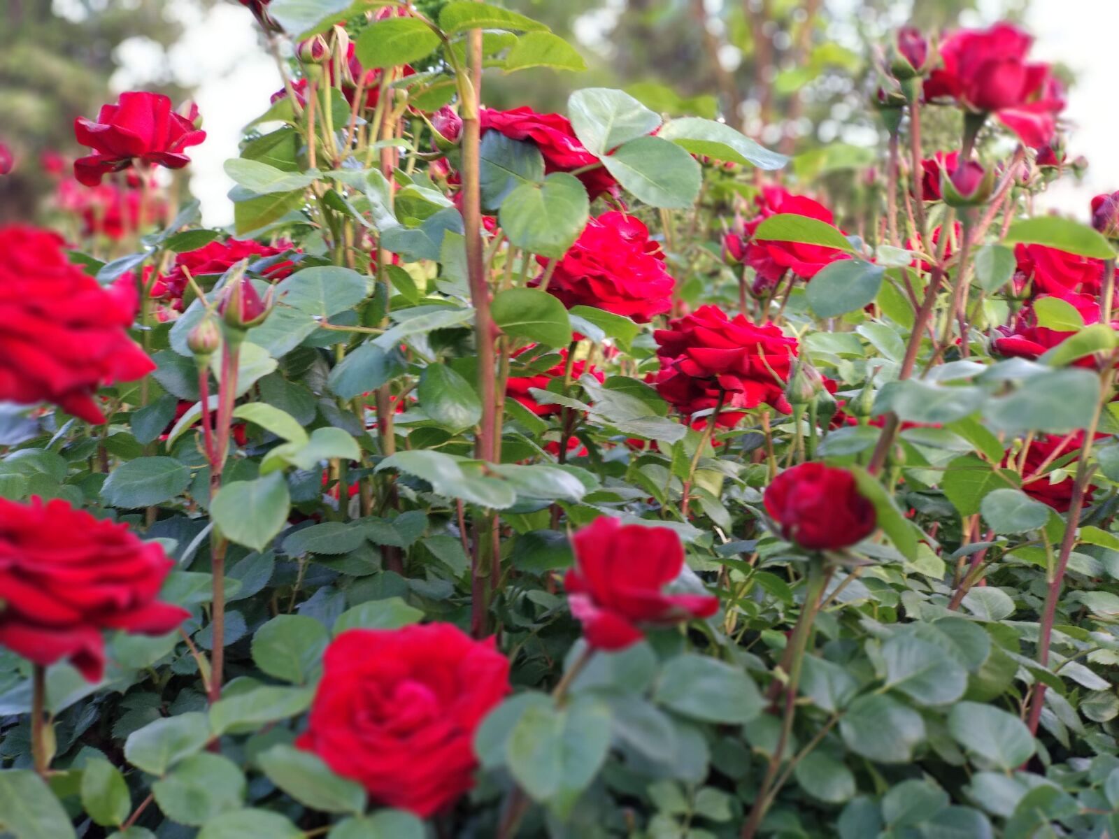 Xiaomi Mi A1 sample photo. Roses, flowers, garden photography
