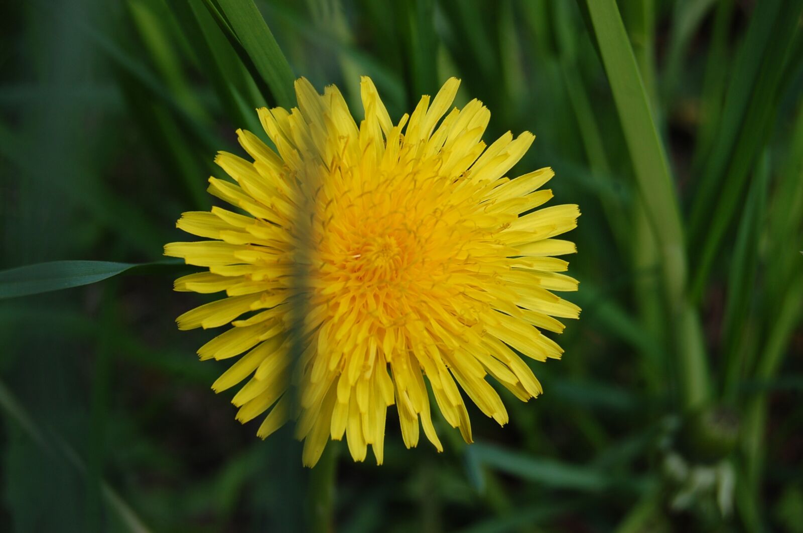 Nikon D40 sample photo. Dandelion, spring flowers, yellow photography
