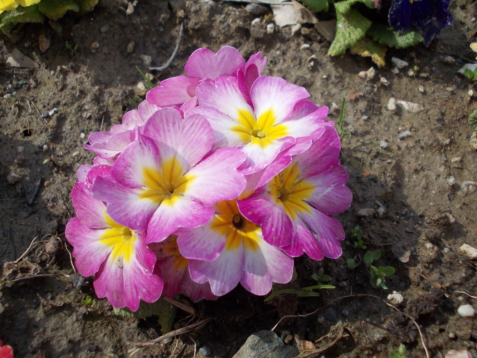 Nikon COOLPIX L23 sample photo. Evening primrose, flower, pink photography
