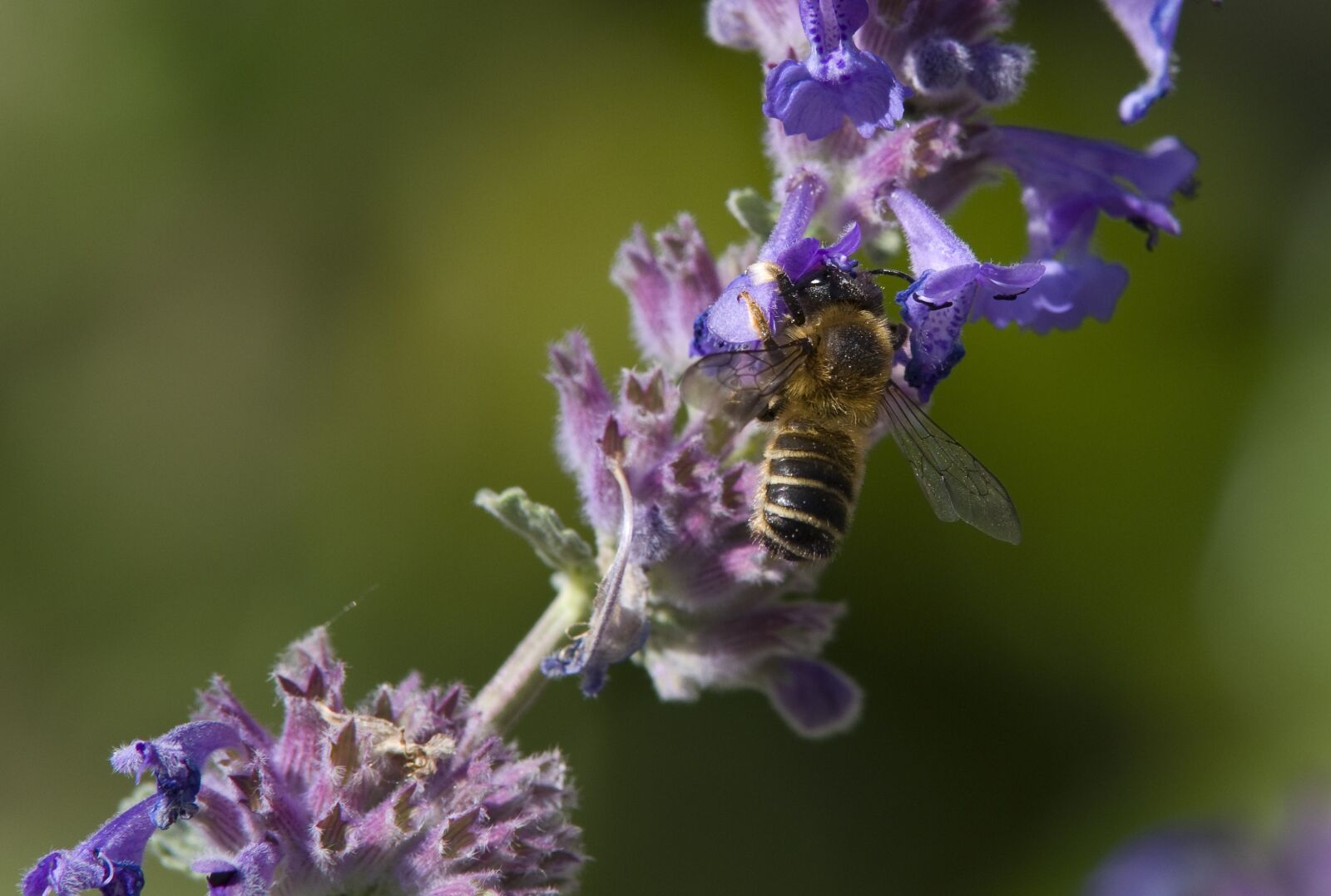Pentax K-30 sample photo. Bee, catnip, nectar photography