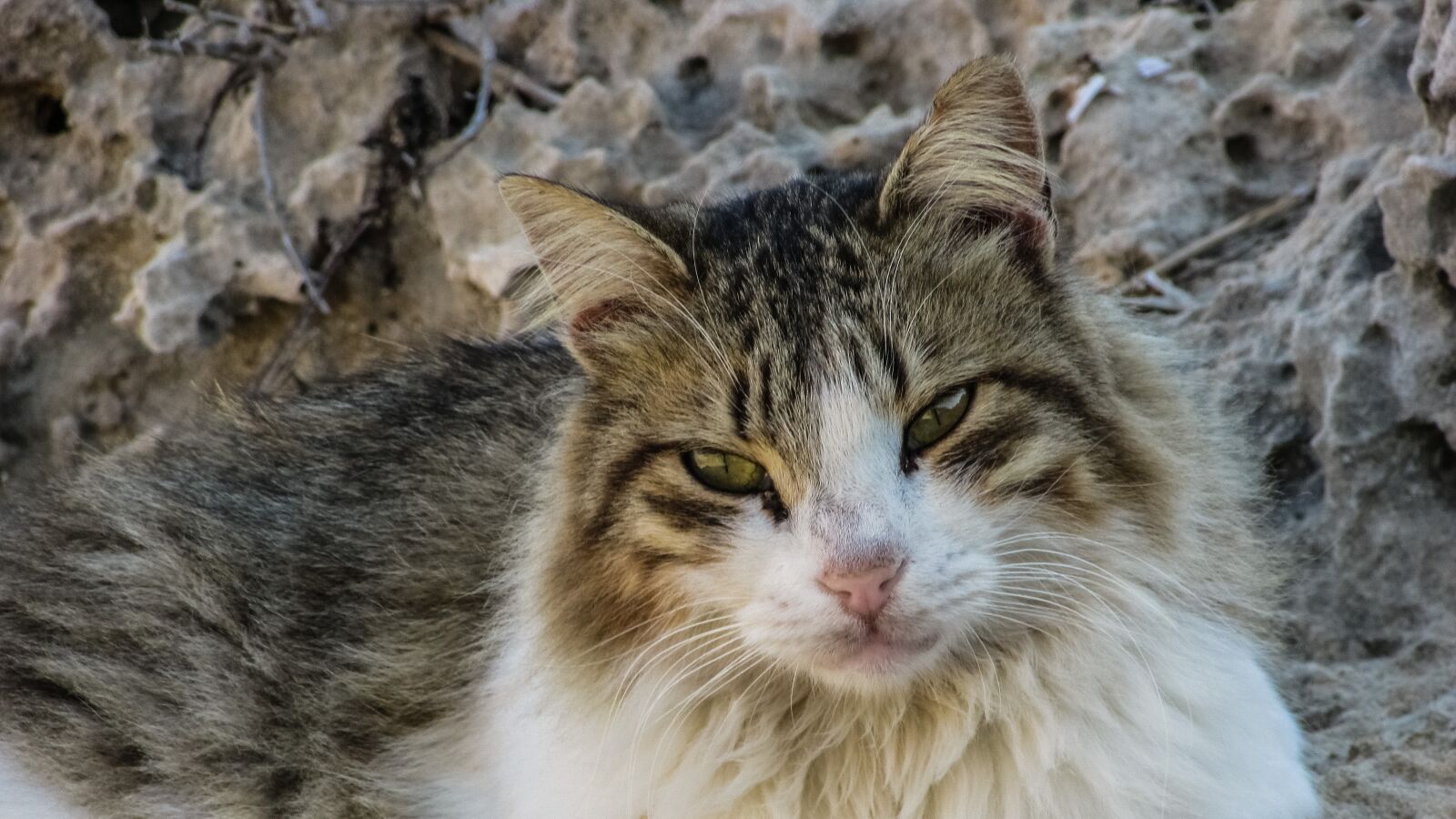 Canon PowerShot SX400 IS sample photo. Cat, stray, animal photography