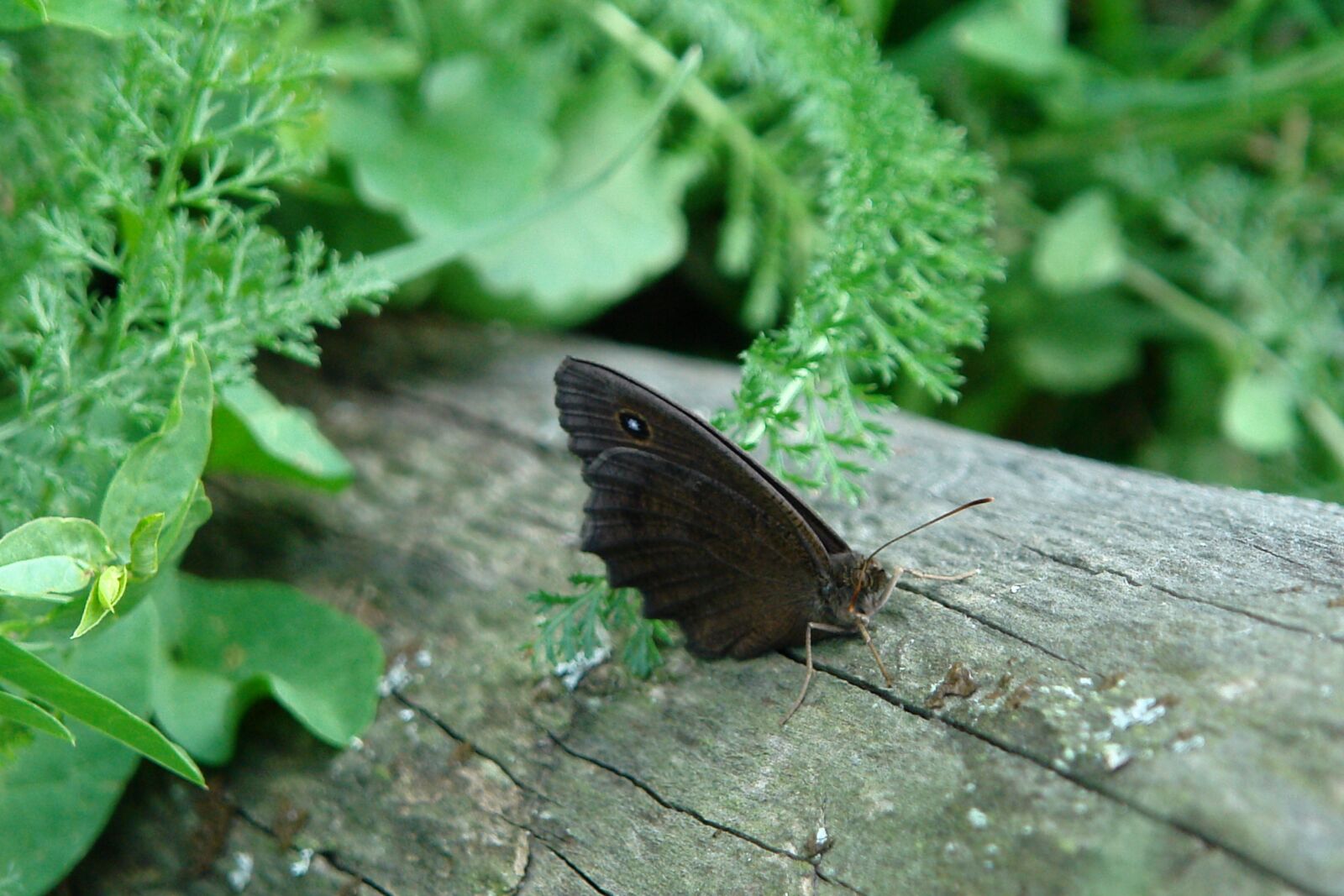 Sony DSC-R1 sample photo. Butterfly, nature, green photography