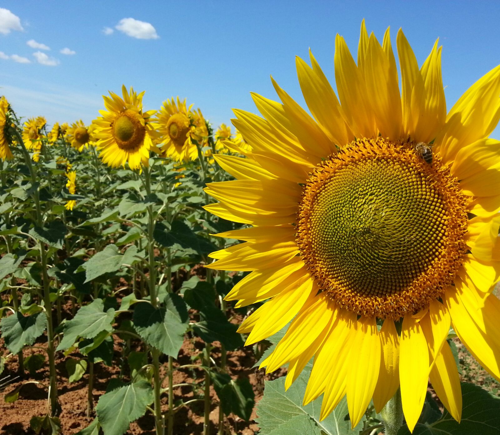Samsung Galaxy Note2 sample photo
