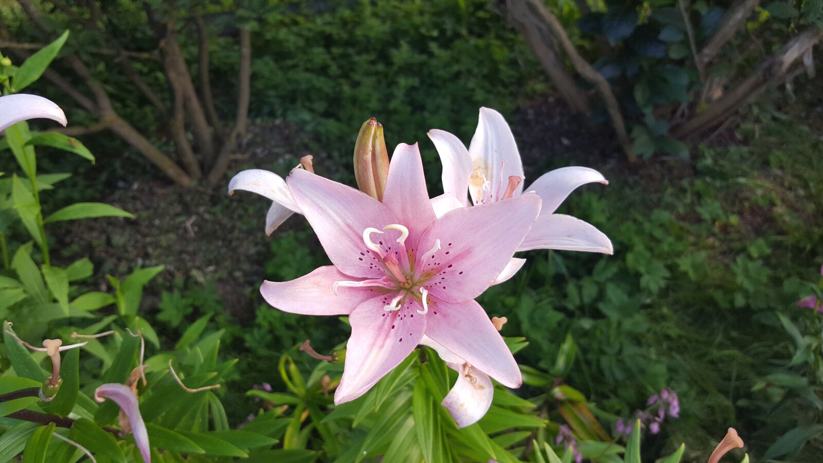 Samsung GALAXY S6 edge sample photo. Flowers, lily, pink photography