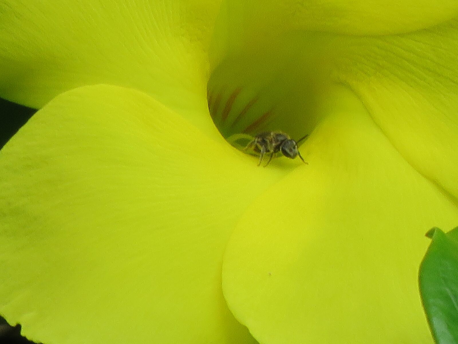 Canon PowerShot SX60 HS sample photo. Flower ant, ant, yellow photography