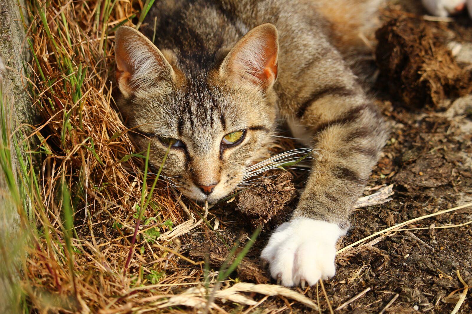 Canon EOS 100D (EOS Rebel SL1 / EOS Kiss X7) sample photo. Cat, mieze, kitten photography