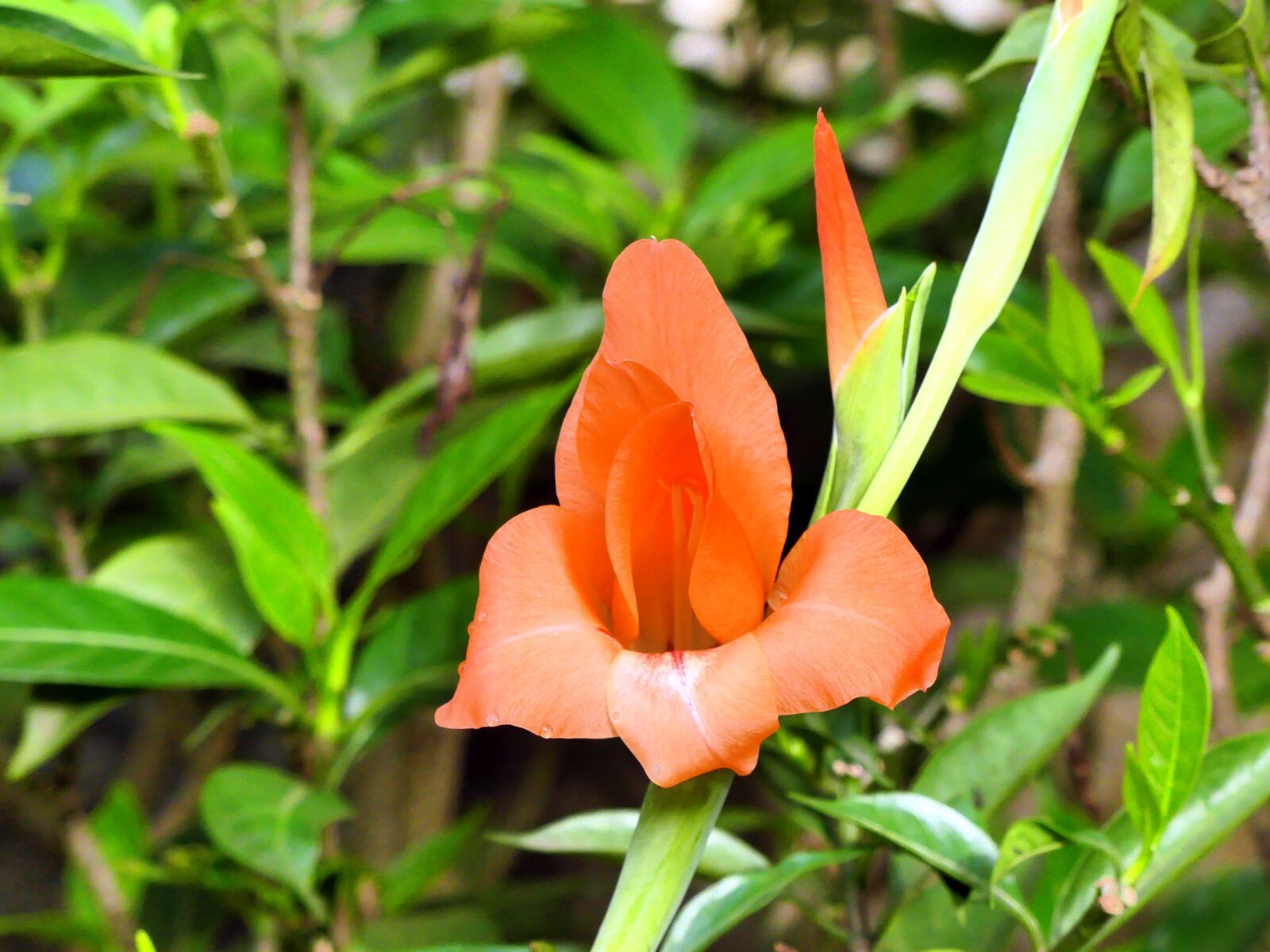 Panasonic Lumix DMC-FZ300 sample photo. Gladiola, flower, orange photography