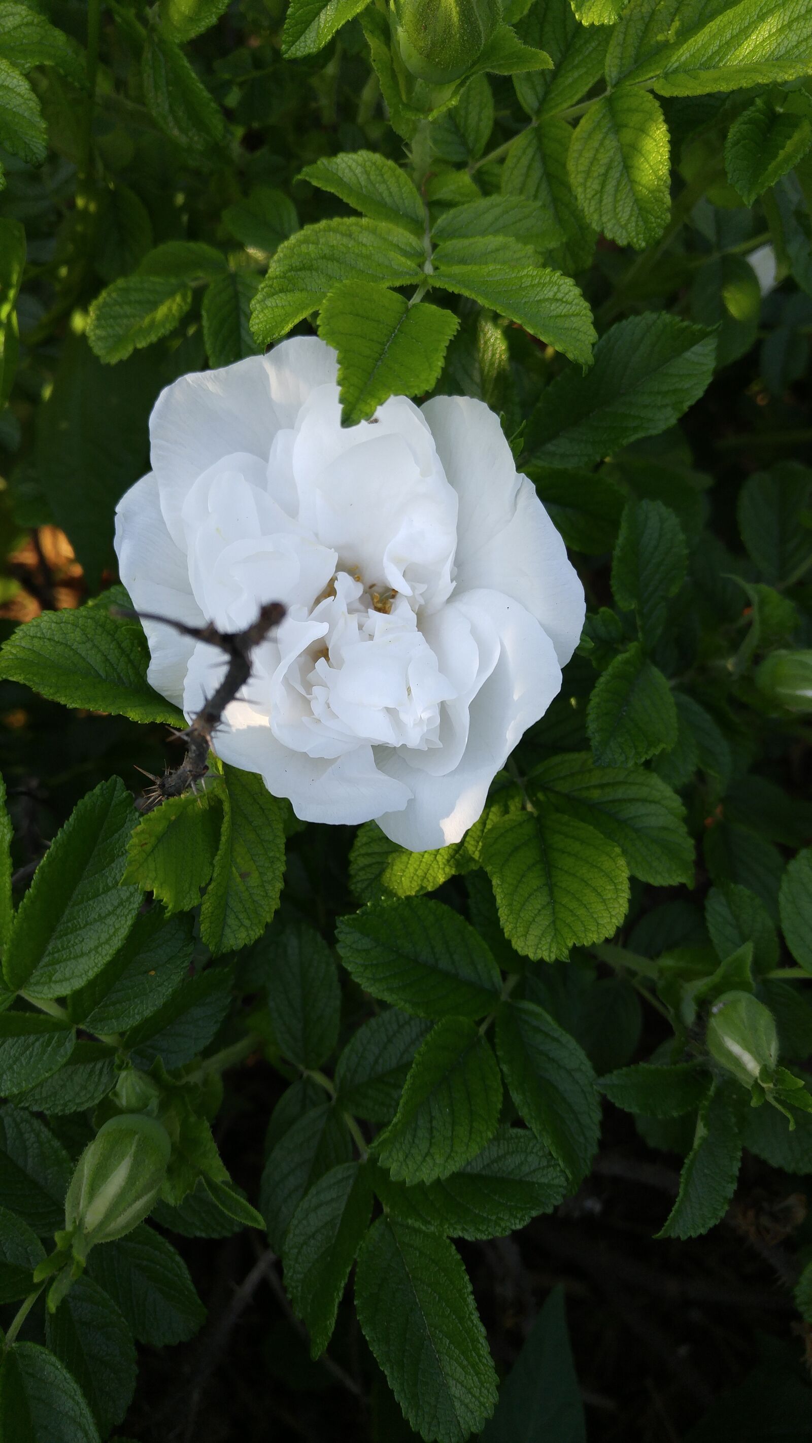 LG G4 sample photo