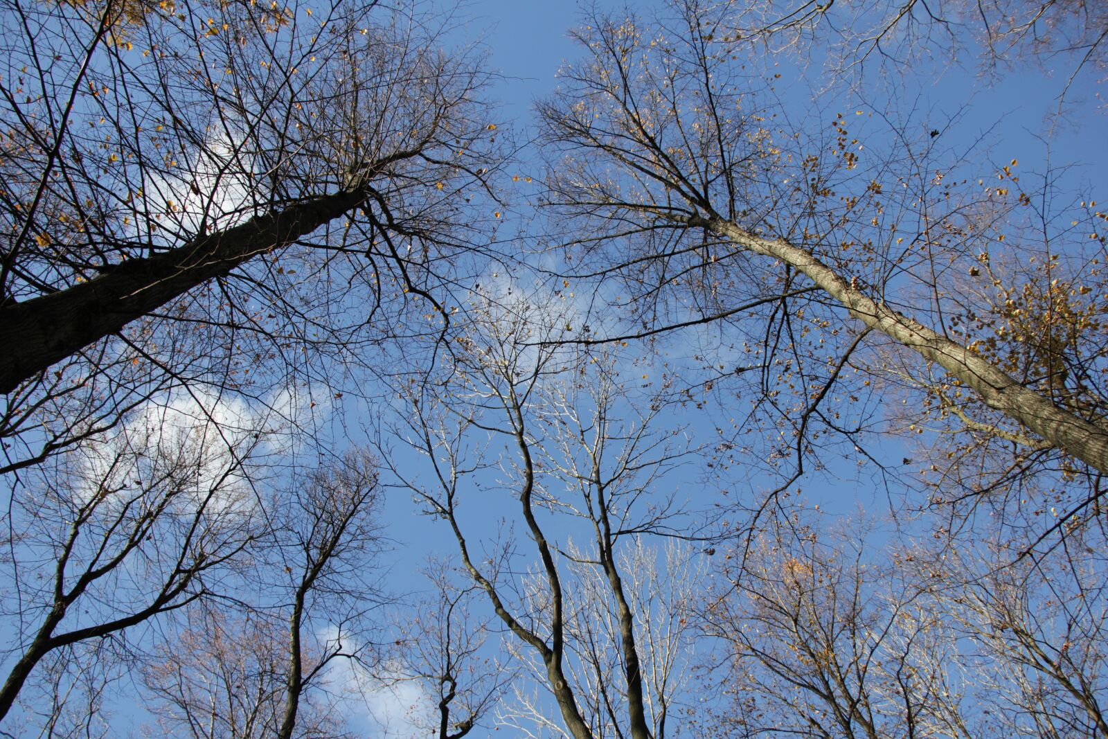 Canon EOS 550D (EOS Rebel T2i / EOS Kiss X4) sample photo. Sky, trees, clouds photography