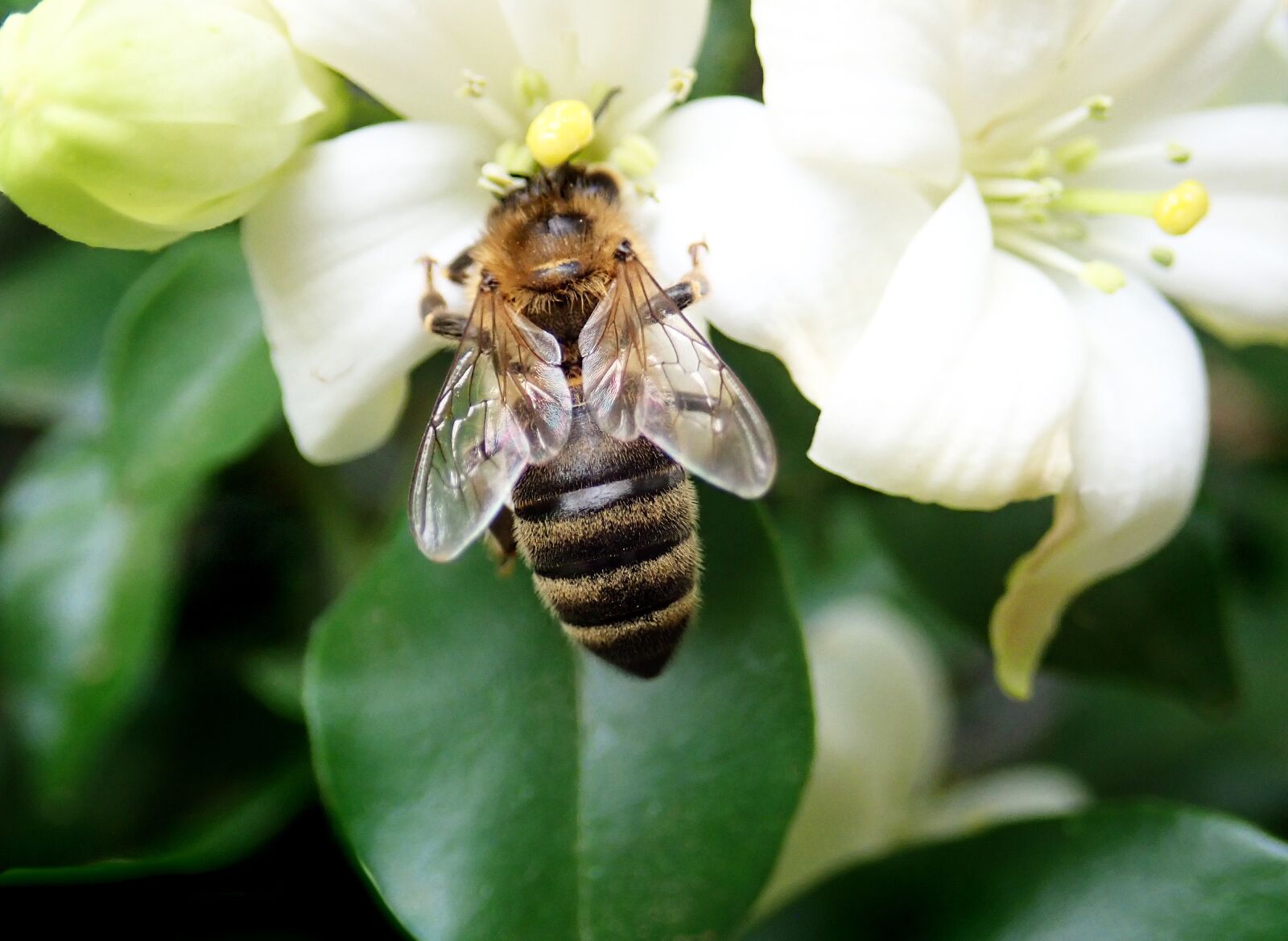 Olympus TG-5 sample photo. Bee, insect, pollen photography