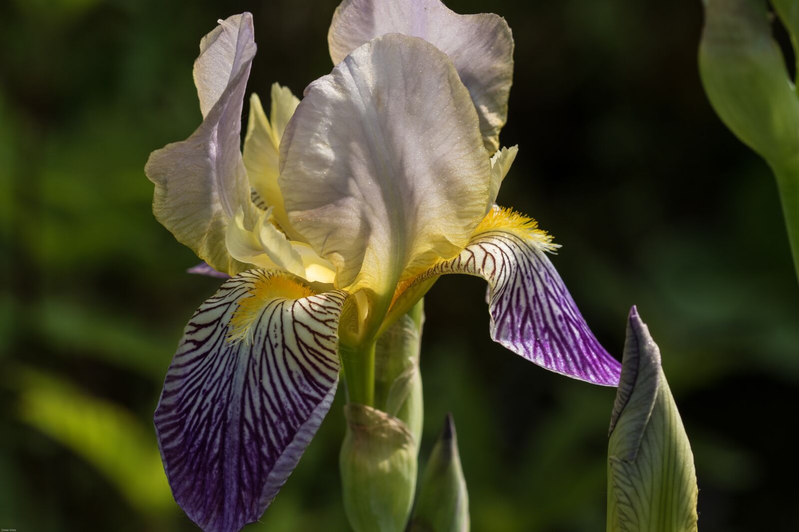 Canon EOS 7D Mark II sample photo. Iris, flowers, ornamental plant photography