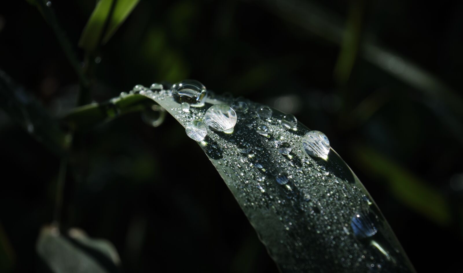 Fujifilm XF 18-55mm F2.8-4 R LM OIS sample photo. Dew, grass, drop of photography