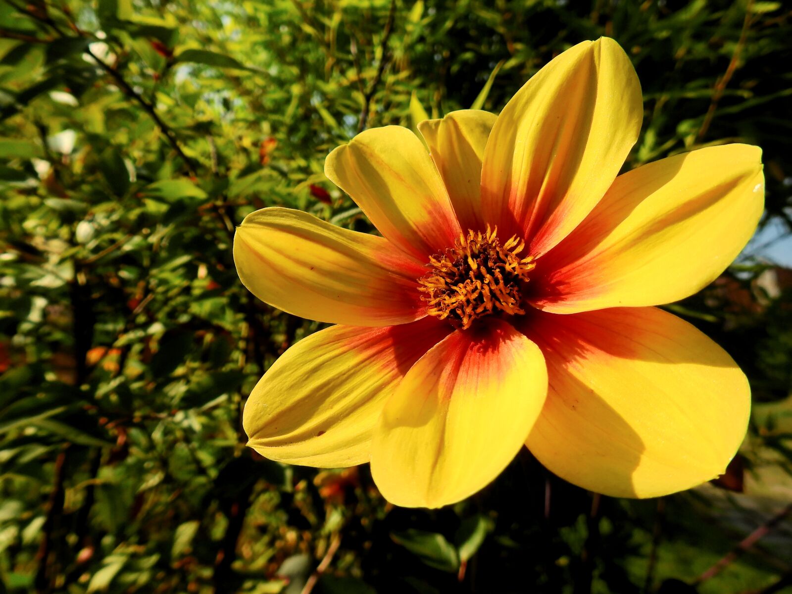 Nikon Coolpix P900 sample photo. Flower, blossom, bloom photography