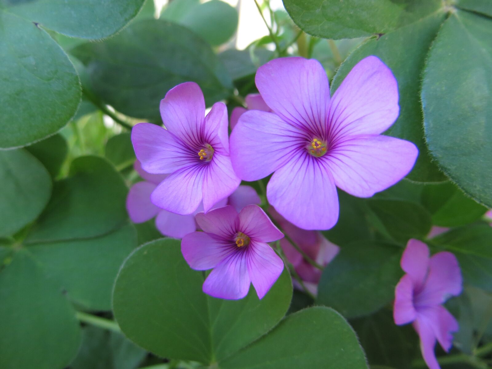 Canon PowerShot SX260 HS sample photo. Flower, flora, nature photography