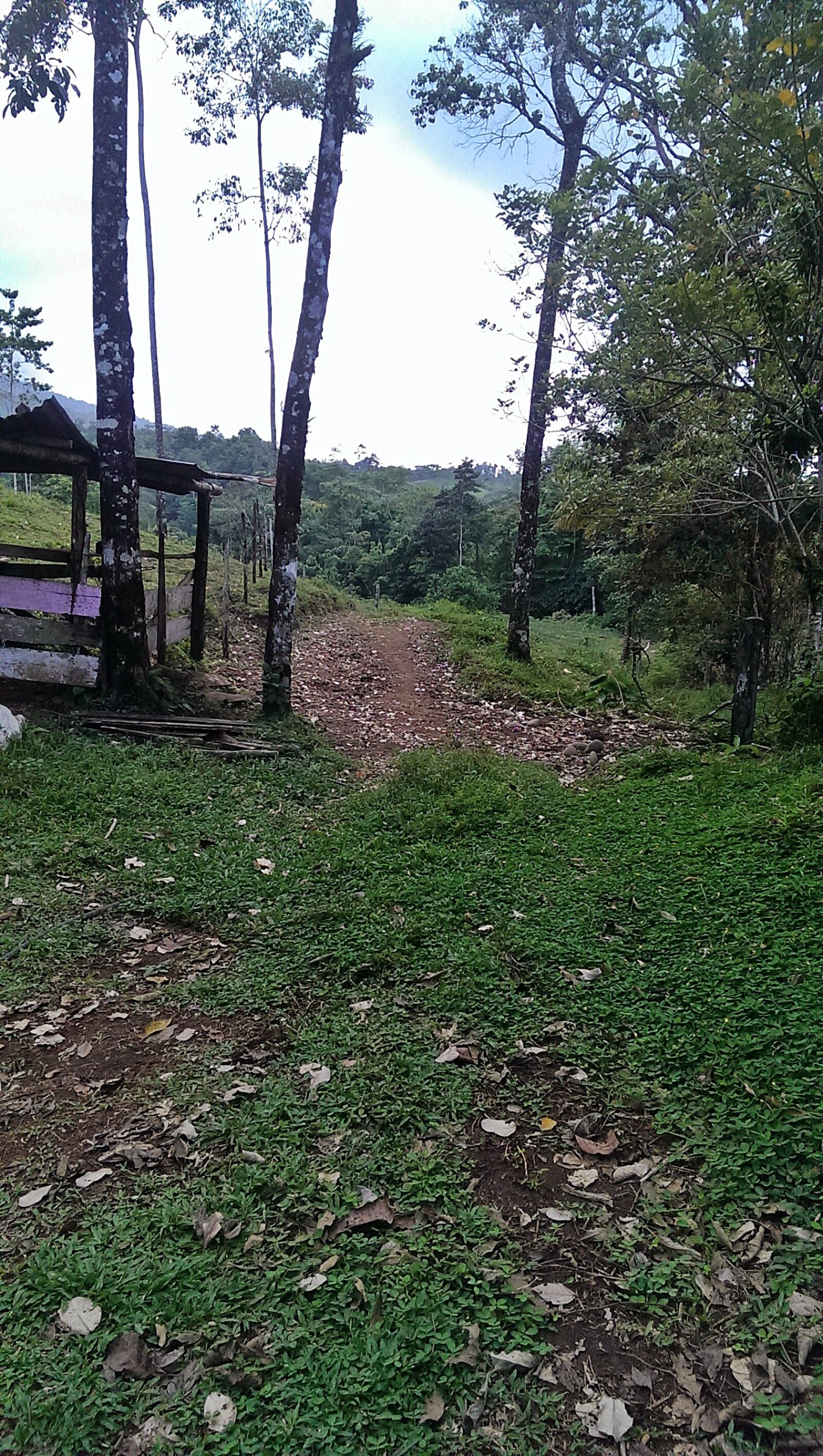 HTC ONE sample photo. Nature, wood photography