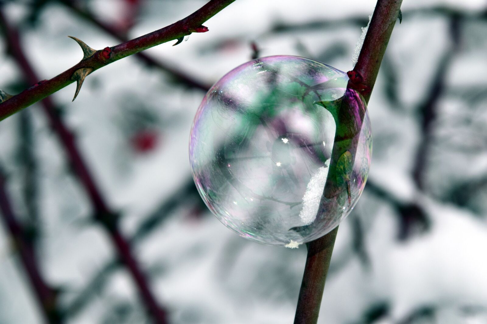 Nikon D3300 sample photo. Bubble, soap bubble, winter photography
