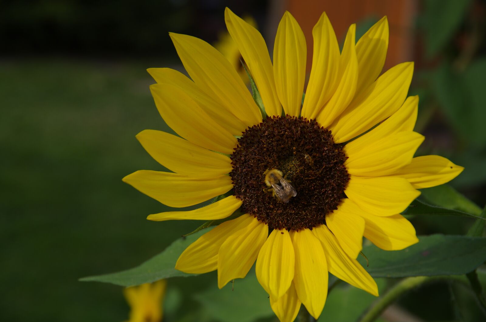 Pentax K-5 sample photo. Sunflower, yellow, garden photography