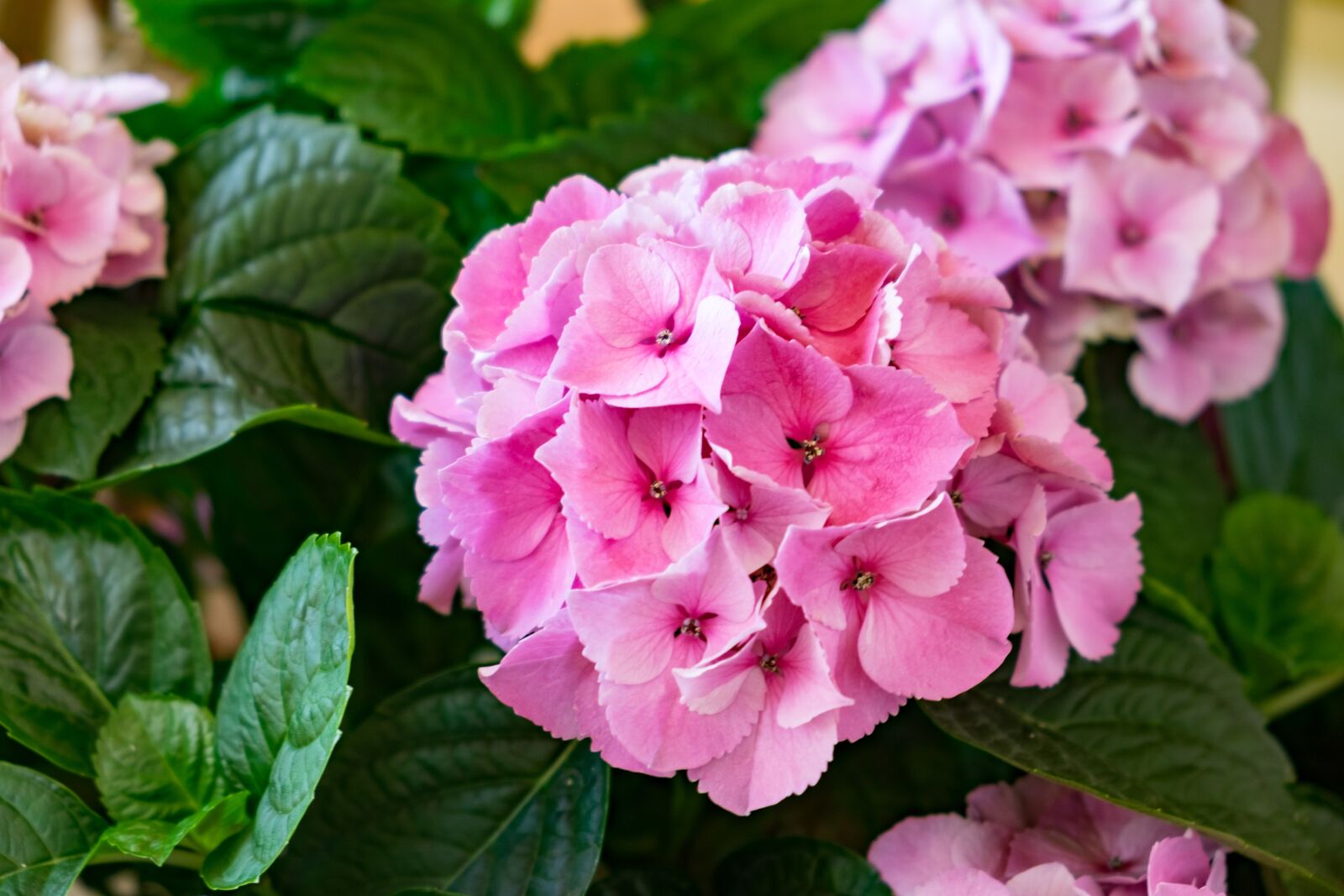 Fujifilm X-T10 sample photo. Flower, hydrangea, pink photography