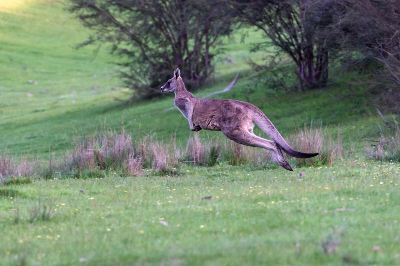 Nikon D750 sample photo. Kangaroo, eastern grey, marsupial photography