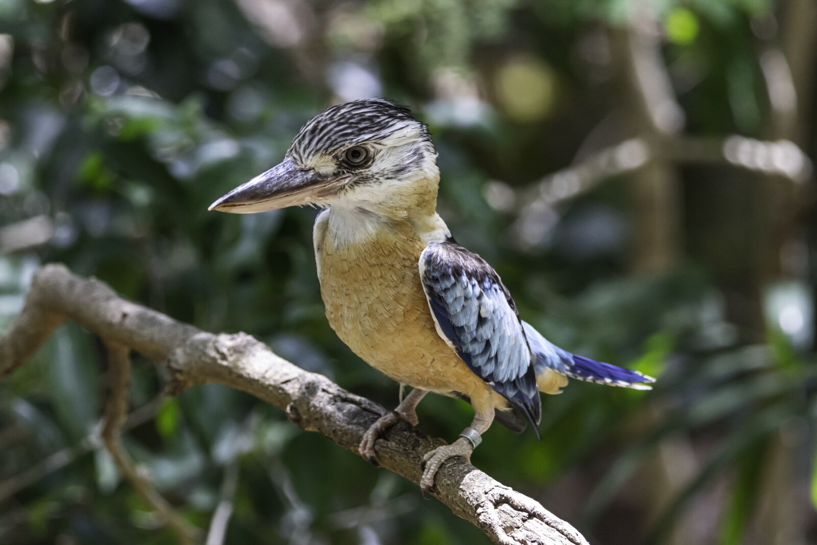 Canon EOS 80D sample photo. Birds, kookaburra, nature photography