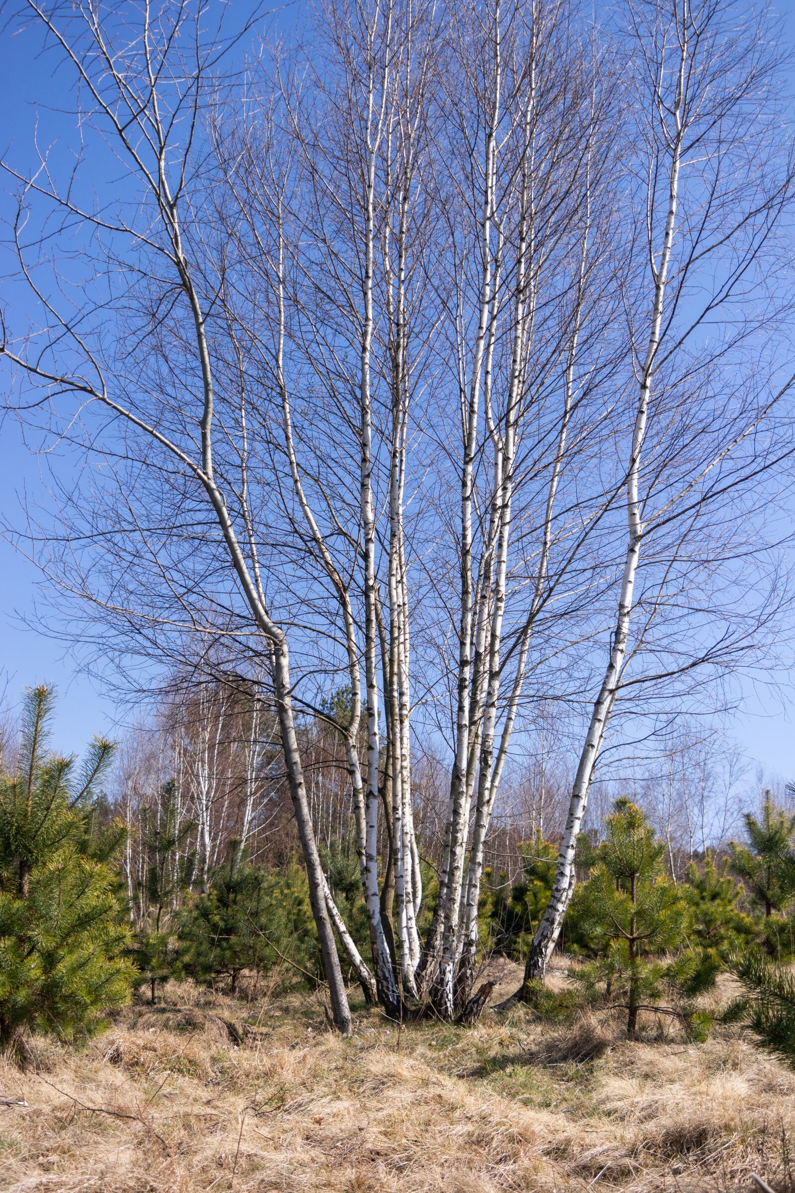 Samsung NX300 sample photo. Birch, bark, tree photography