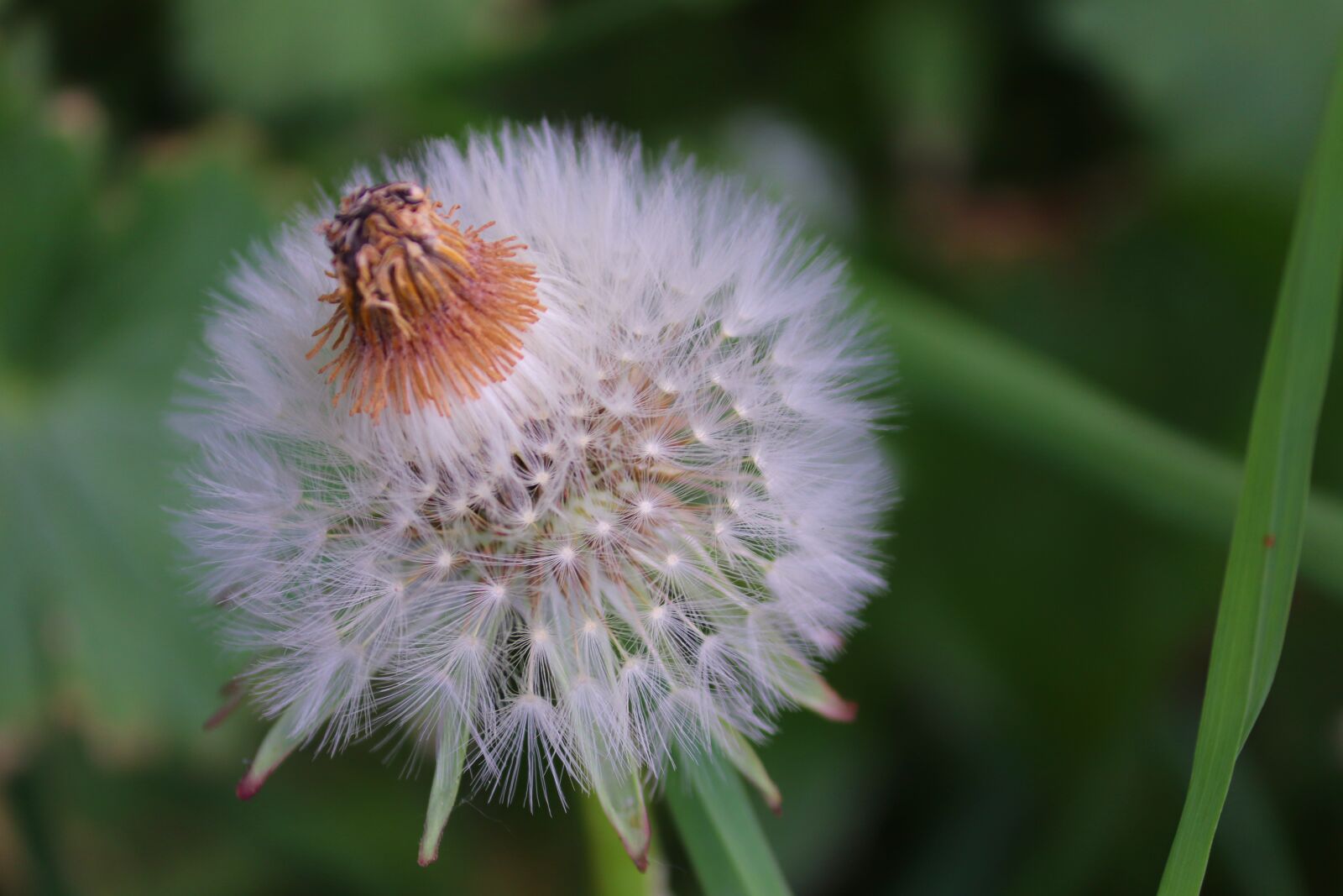Canon EOS 200D (EOS Rebel SL2 / EOS Kiss X9) sample photo. Dandelion, individually, faded photography