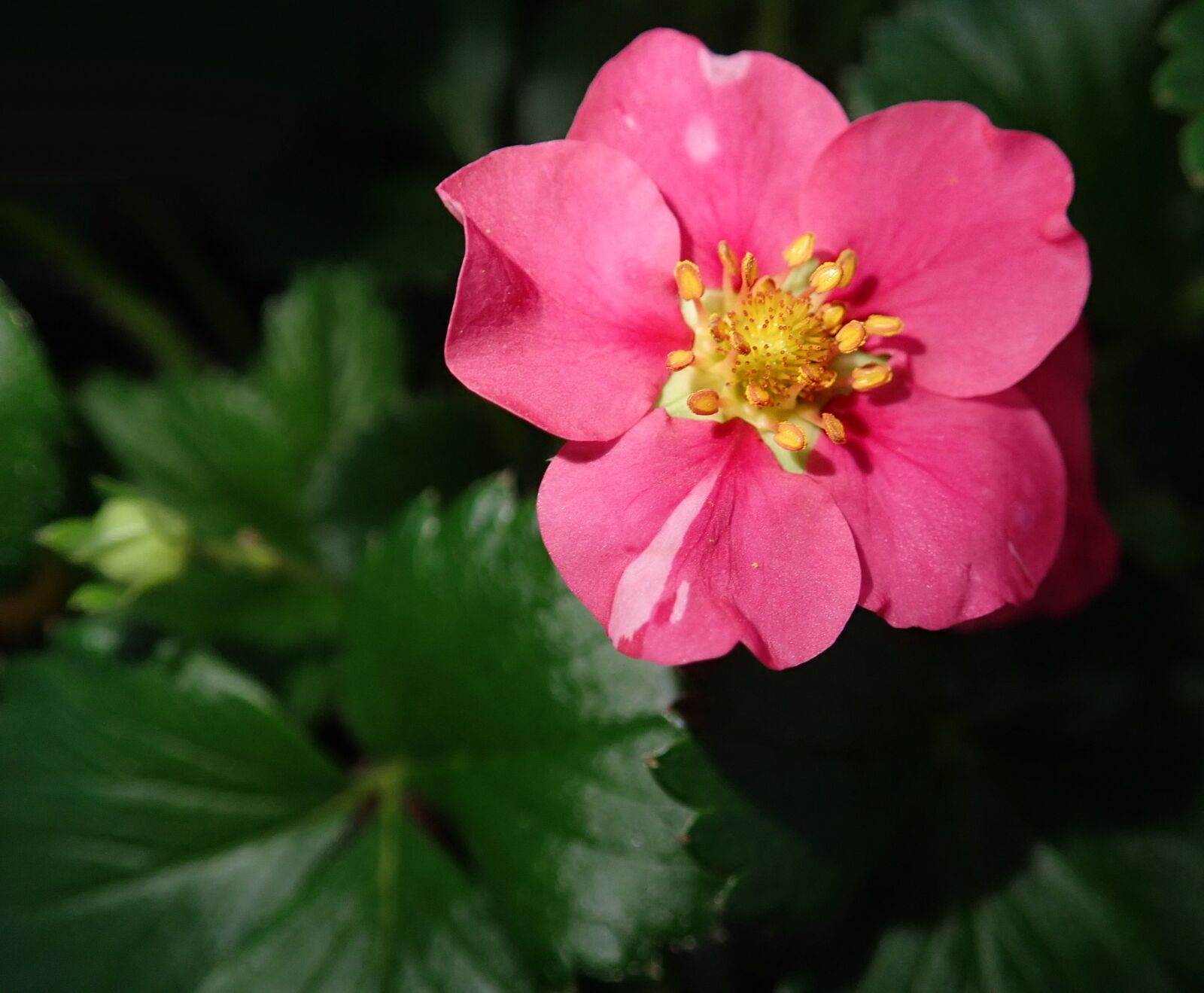 Olympus TG-5 sample photo. Flower, strawberry, plant garden photography