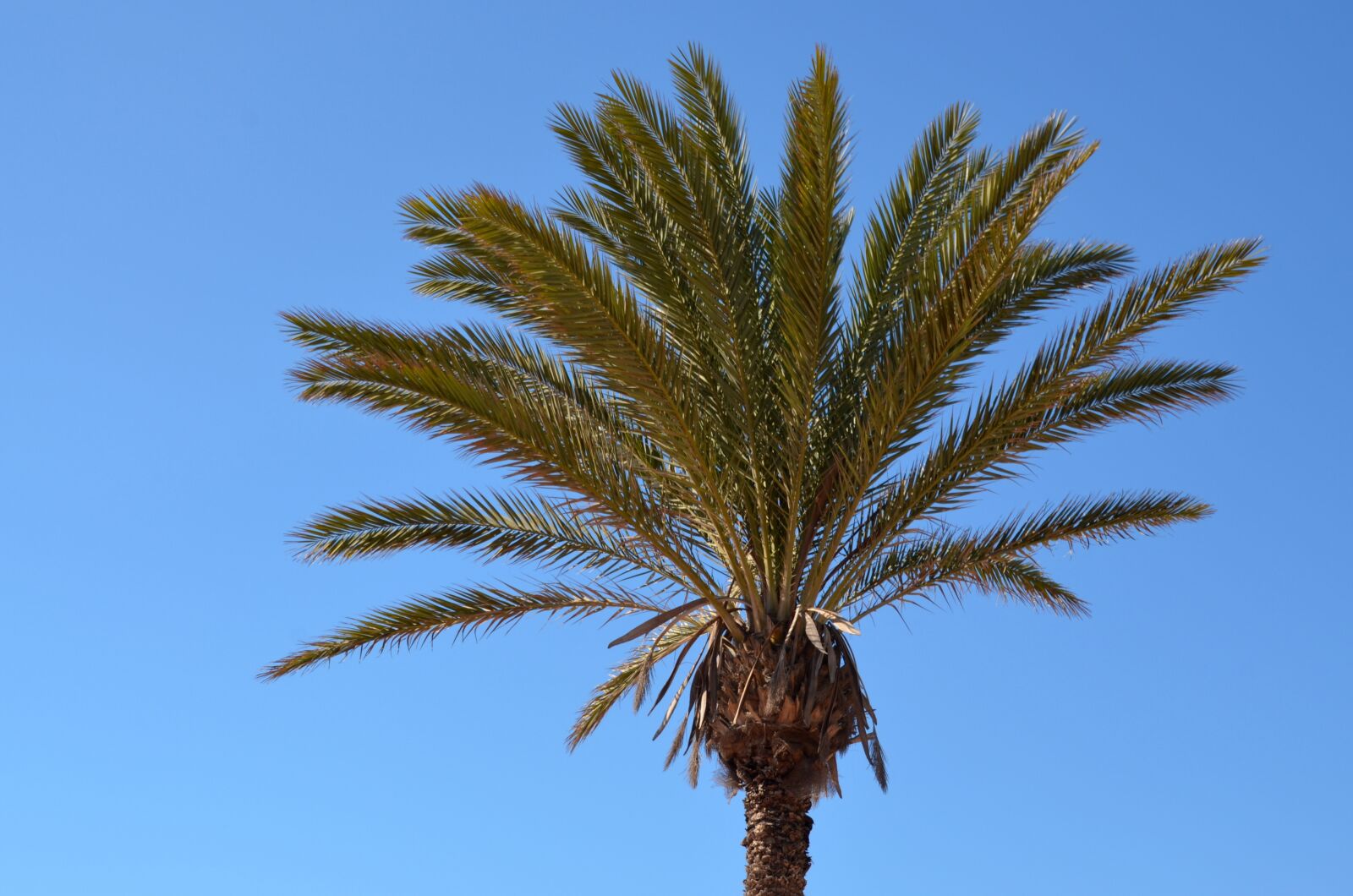 Nikon D5100 sample photo. Palm, sky, sun photography