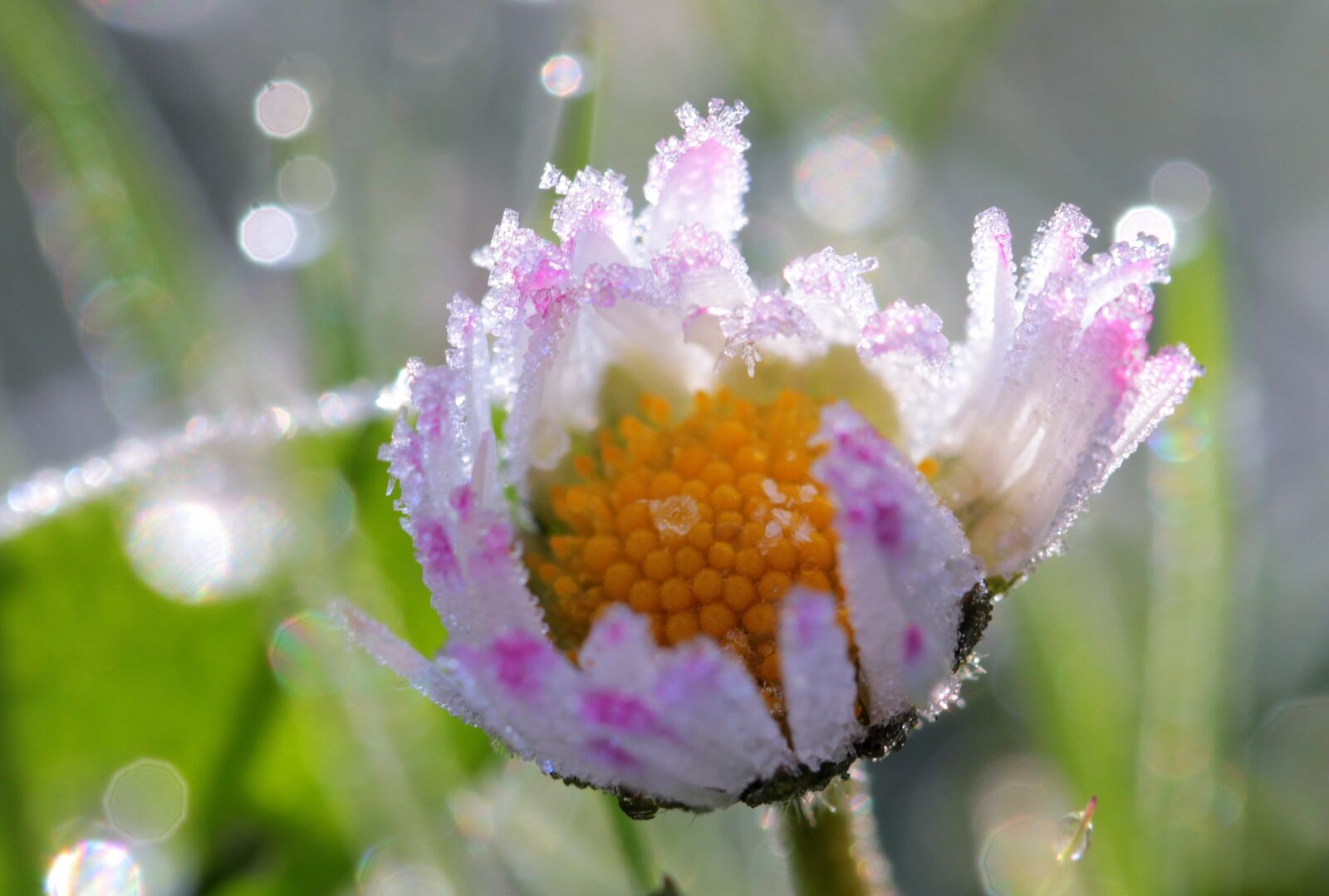 Canon EOS 650D (EOS Rebel T4i / EOS Kiss X6i) sample photo. Daisy, geese flower, frozen photography