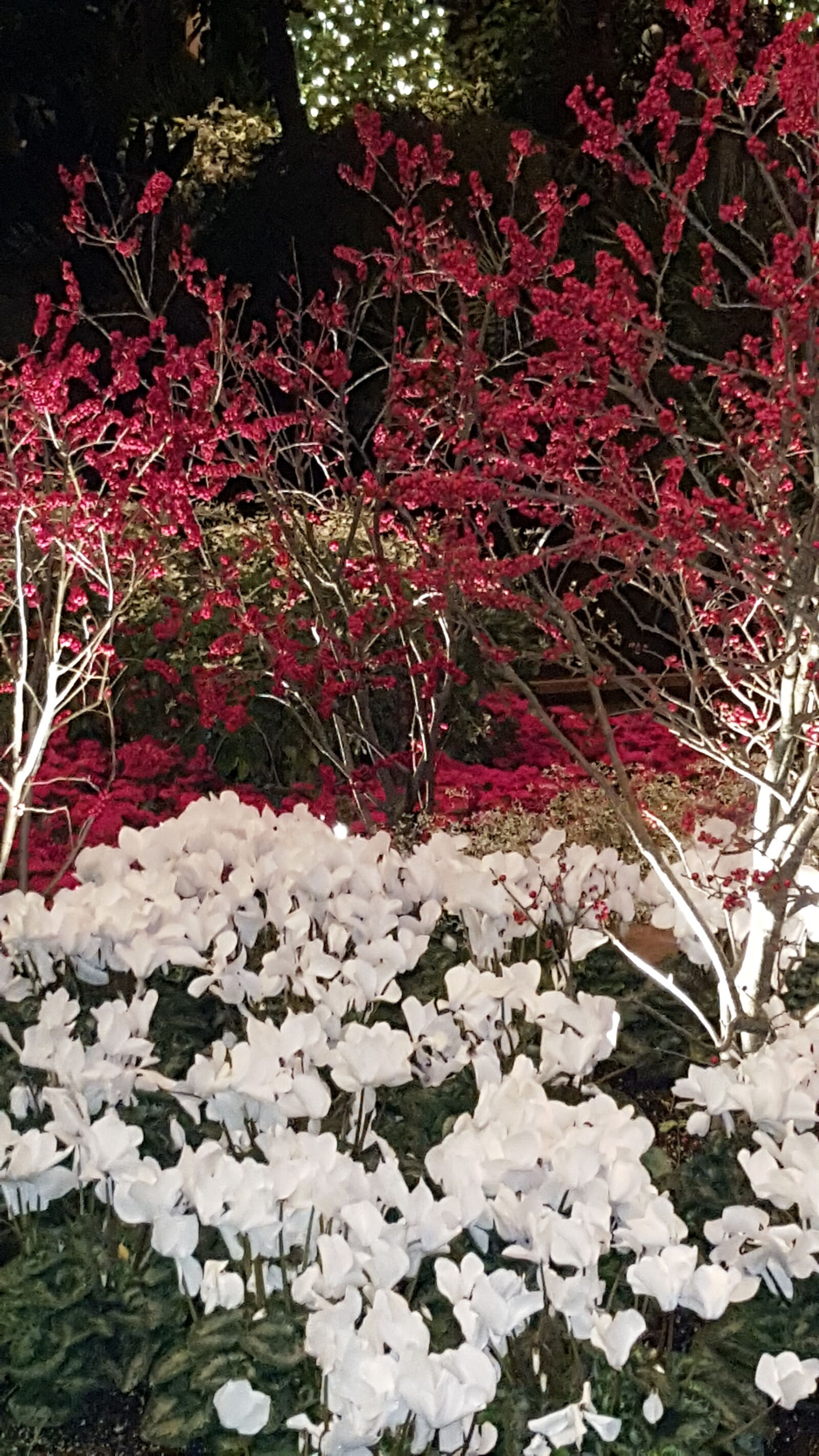 Samsung Galaxy S6 sample photo. Holidays, scenery photography