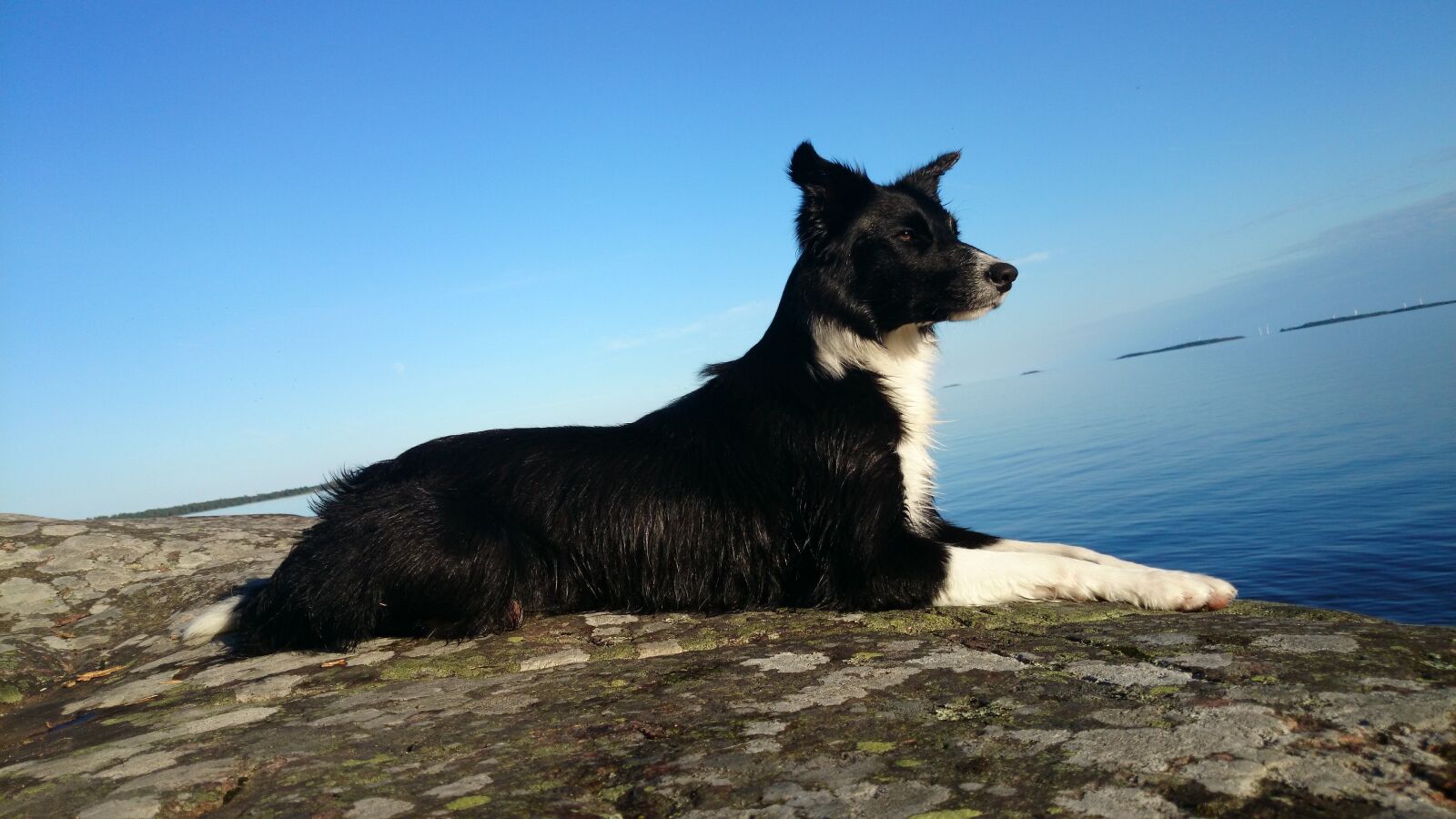 Sony Xperia Z1 sample photo. Dog, border collie, cliff photography