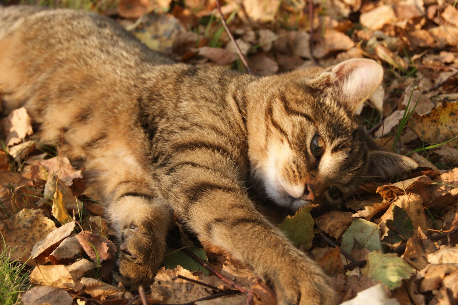 Sony Alpha DSLR-A390 sample photo. Cat, autumn, foliage photography