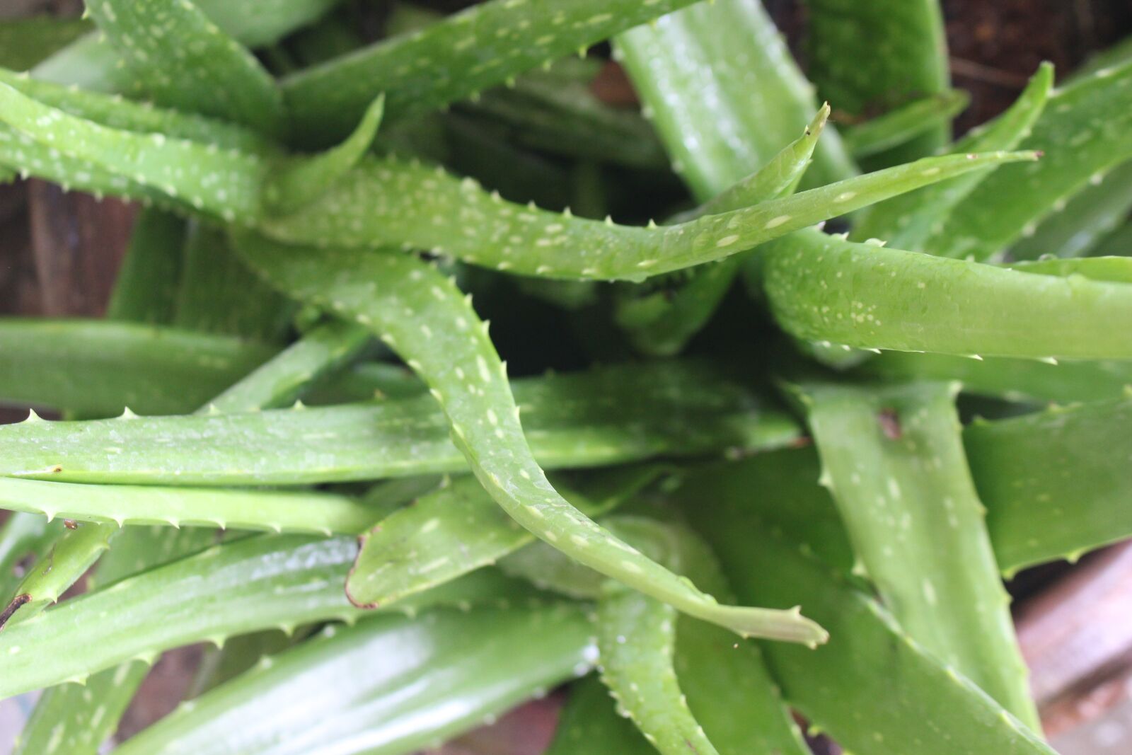 Canon EOS 700D (EOS Rebel T5i / EOS Kiss X7i) sample photo. Alo vera, herb, herbal photography