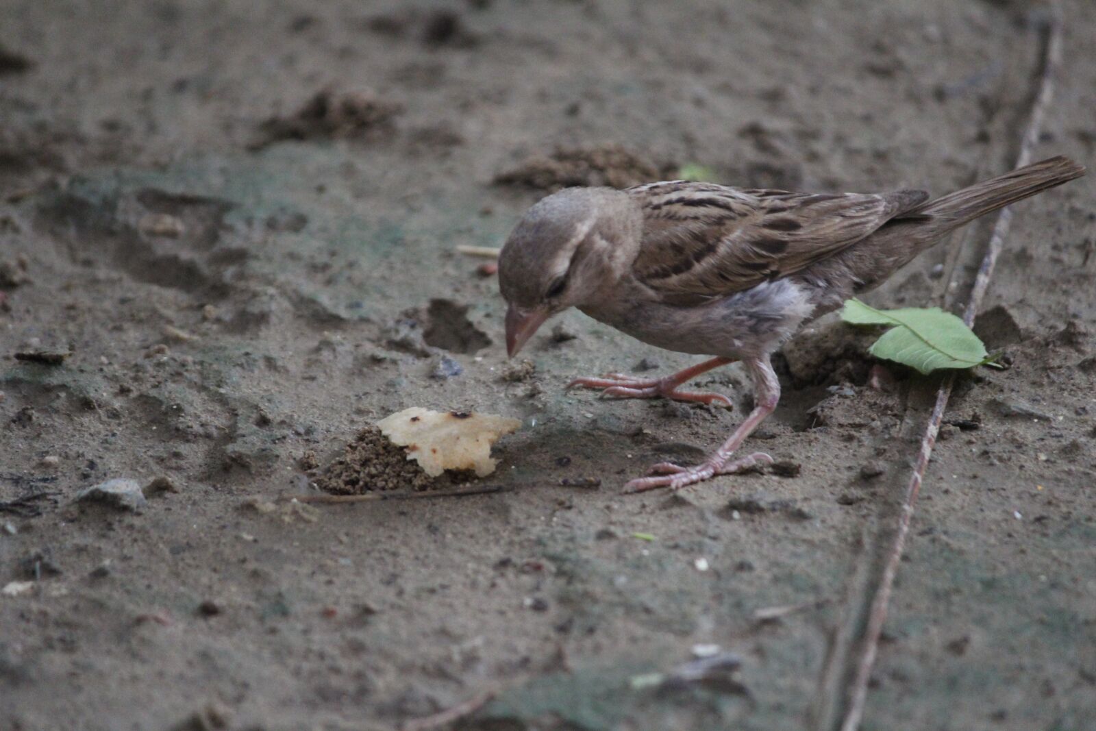 Canon EOS 1200D (EOS Rebel T5 / EOS Kiss X70 / EOS Hi) sample photo. Sparrow, bird, aves photography