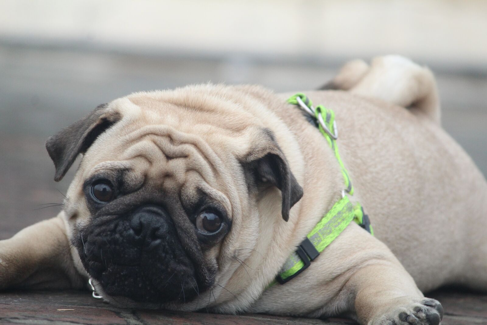 Canon EOS 1200D (EOS Rebel T5 / EOS Kiss X70 / EOS Hi) sample photo. Pug, the awww look photography