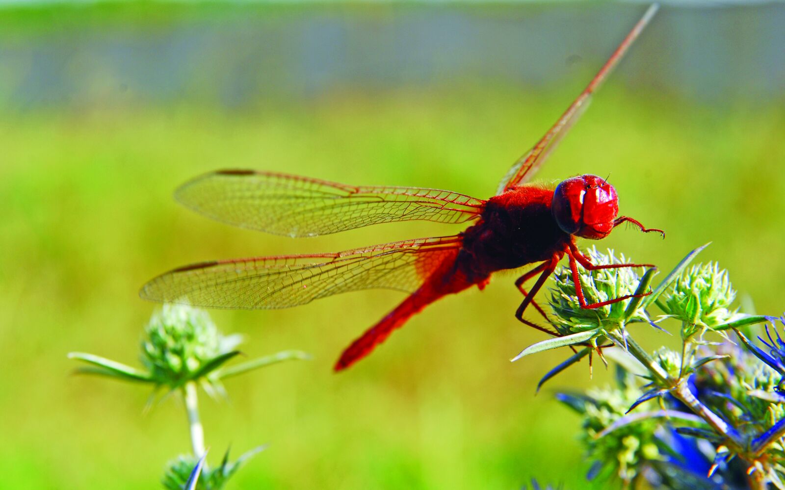 Nikon D80 sample photo. Dragonfly, insect photography