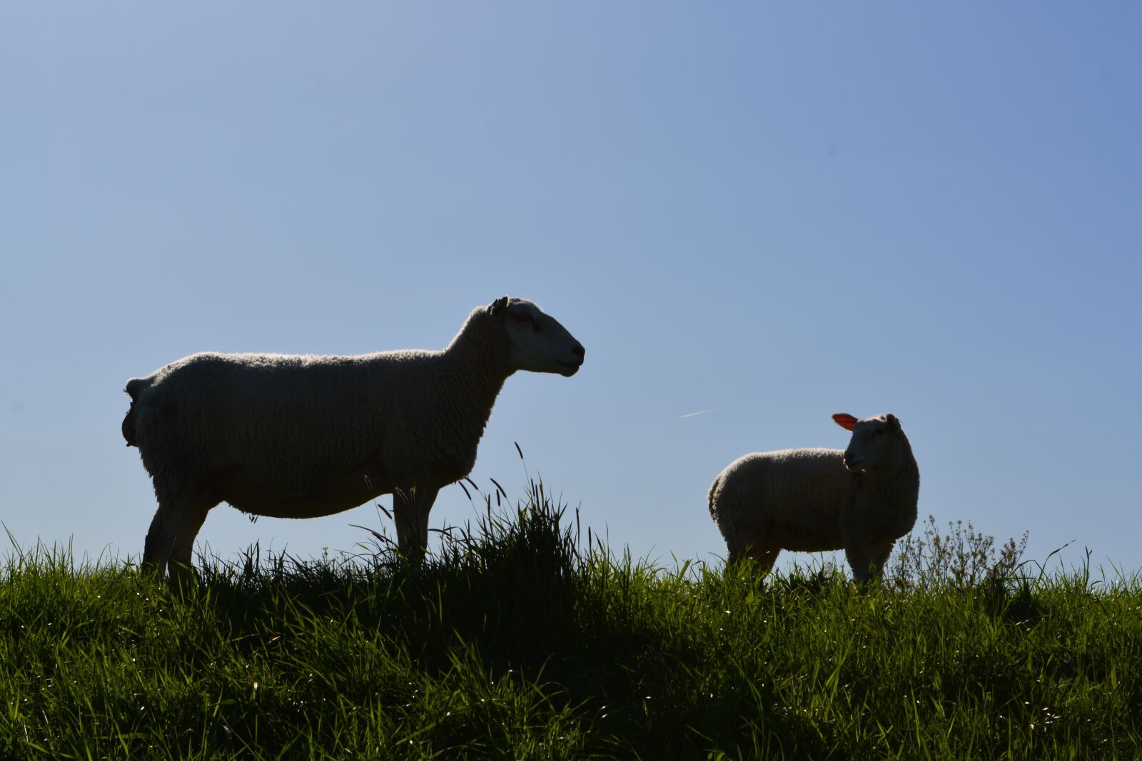 Nikon D5200 sample photo. Mammal, animal, grass photography