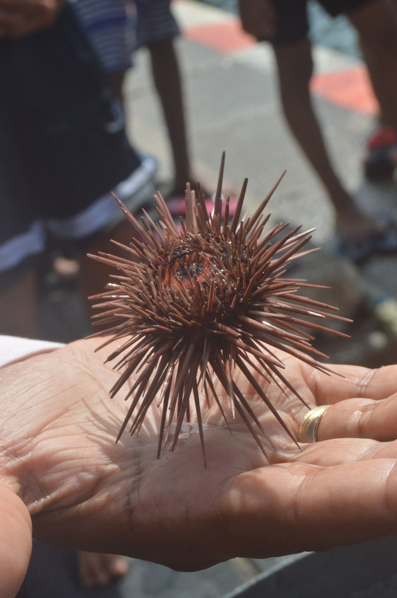 Nikon D3200 sample photo. Animal, marine, hand photography