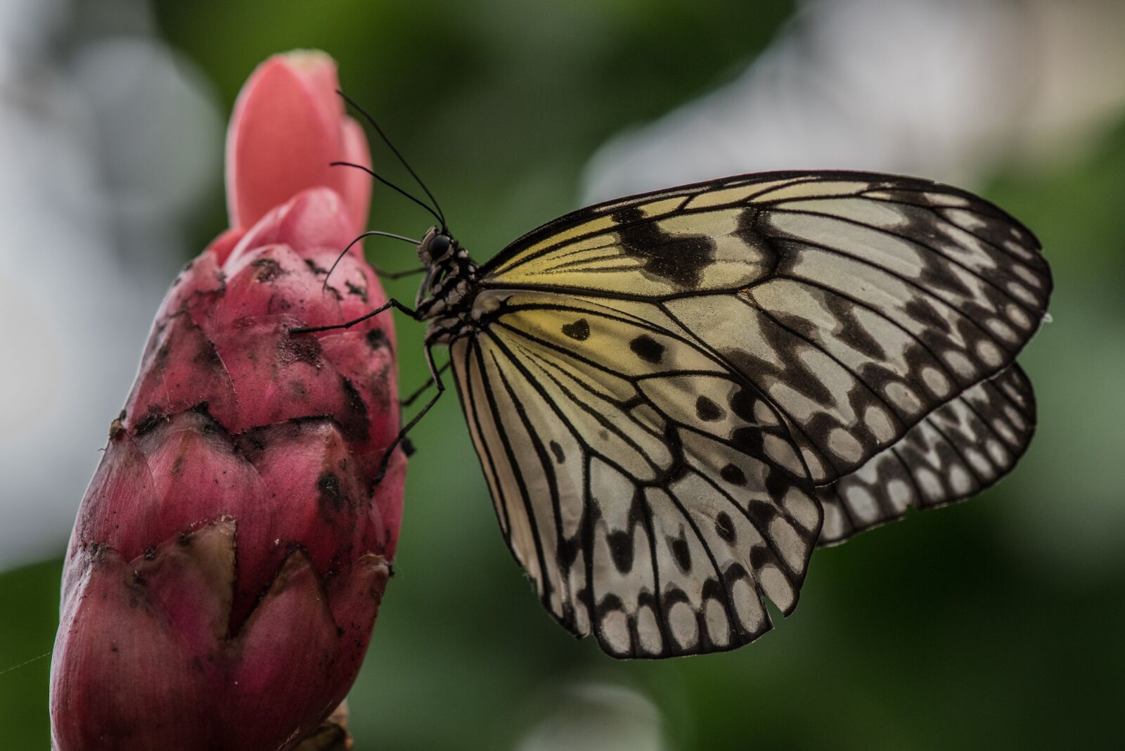 Nikon D750 sample photo. Butterfly, macro, pose photography