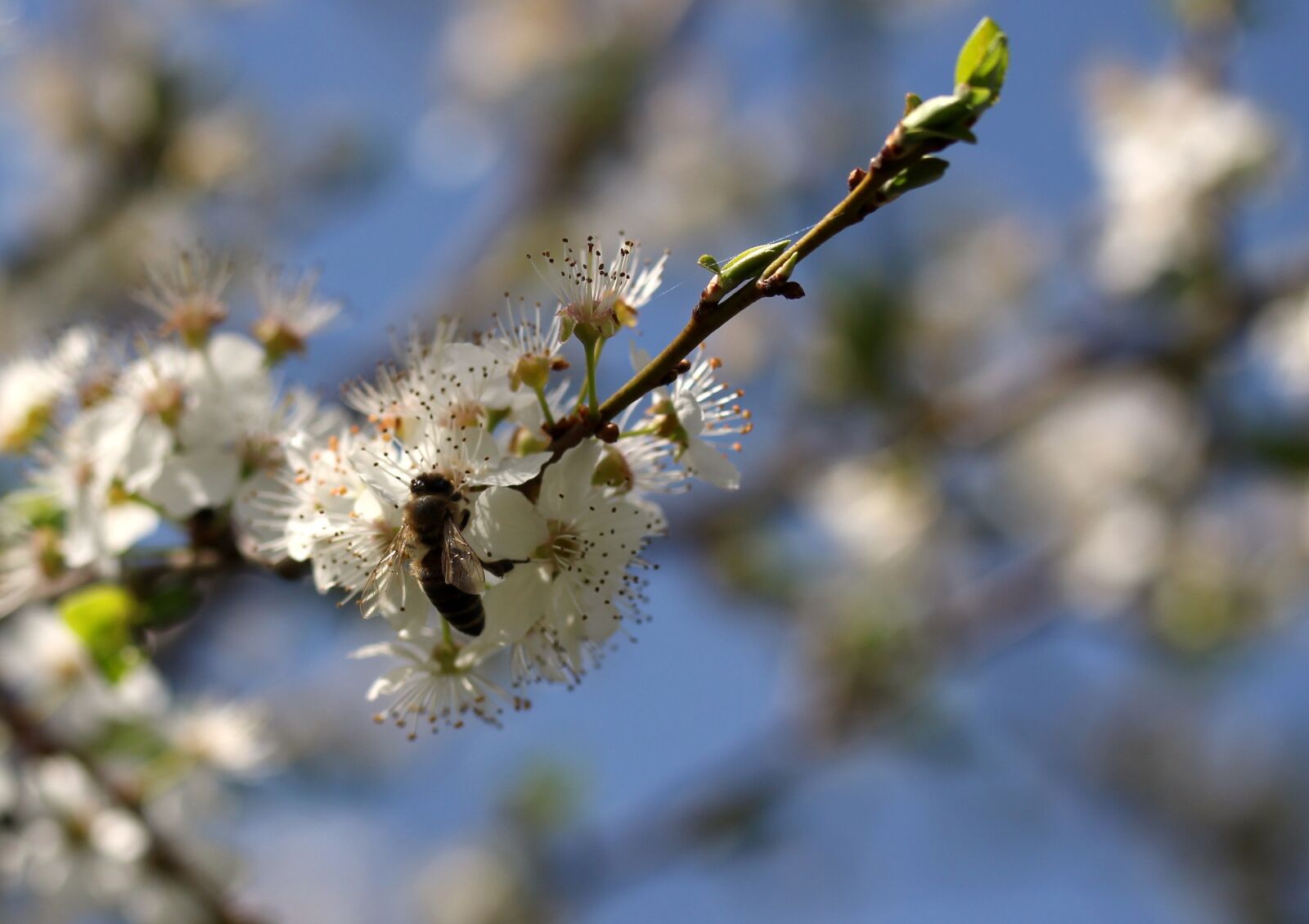 Canon EF-S 60mm F2.8 Macro USM sample photo. Flowers, casey, bee photography