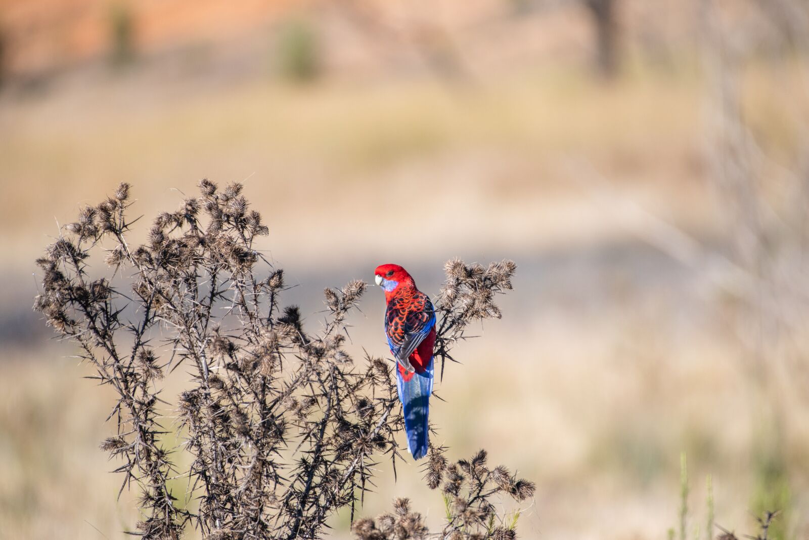 Nikon D850 sample photo. Crimson rosella, bird, avian photography