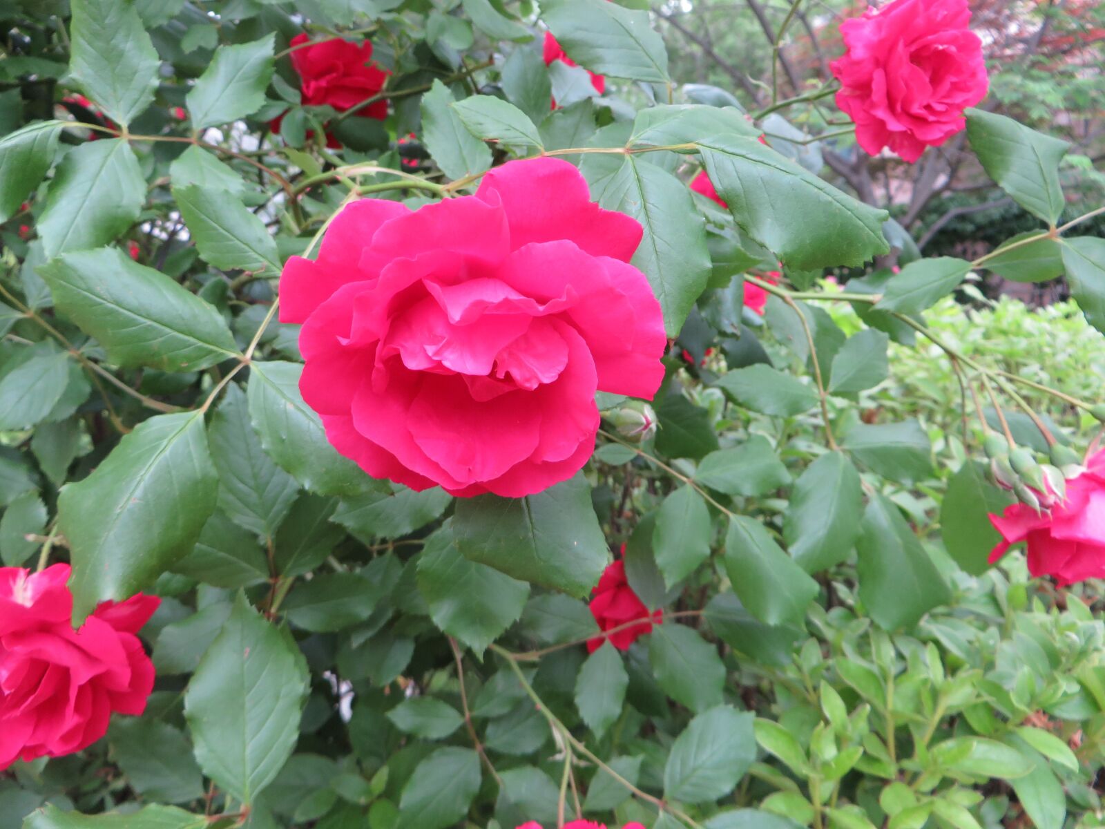Canon PowerShot SX270 HS sample photo. Roses, flowers, spring photography