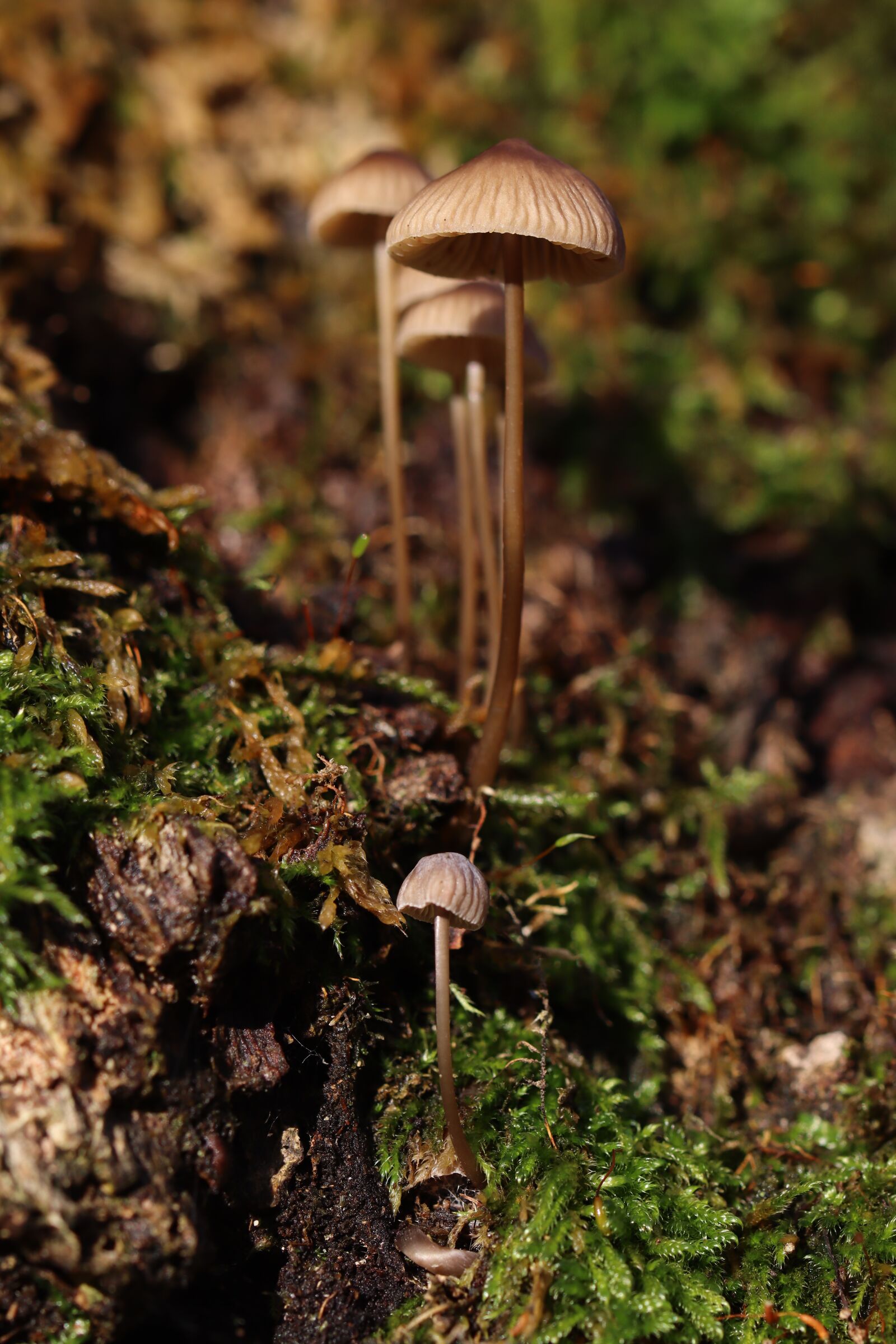 Canon EOS 250D (EOS Rebel SL3 / EOS Kiss X10 / EOS 200D II) sample photo. Mushrooms, sun, forest photography
