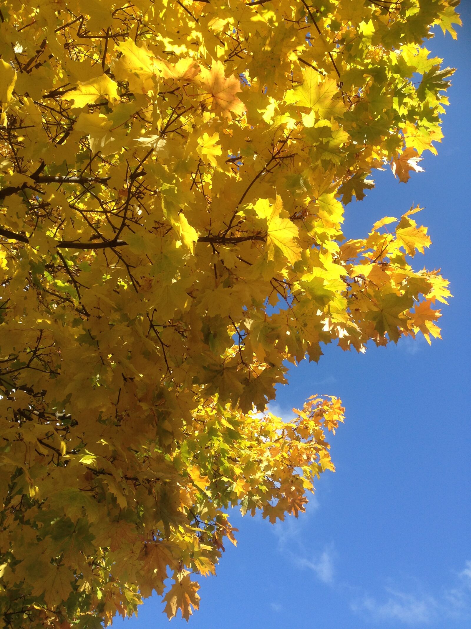 iPhone 5c back camera 4.12mm f/2.4 sample photo. Foliage, autumn, autumn gold photography