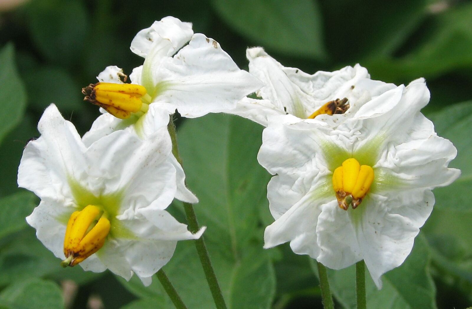 Canon POWERSHOT S5 IS sample photo. Potato, domestic potato, solanum photography