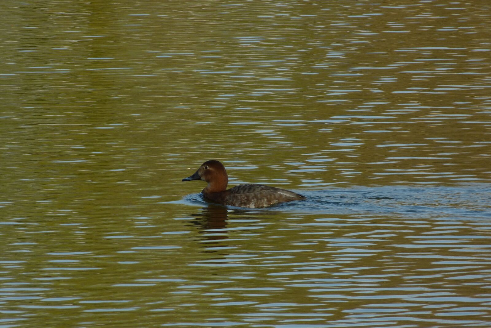 Panasonic Lumix DMC-FZ150 sample photo. Duck, lake, water bird photography