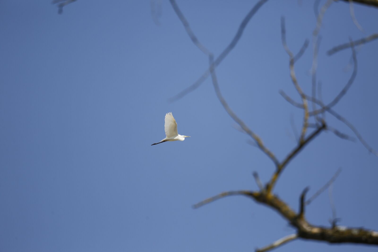 Canon EF 100-400mm F4.5-5.6L IS USM sample photo. Heron, bird, plumage photography
