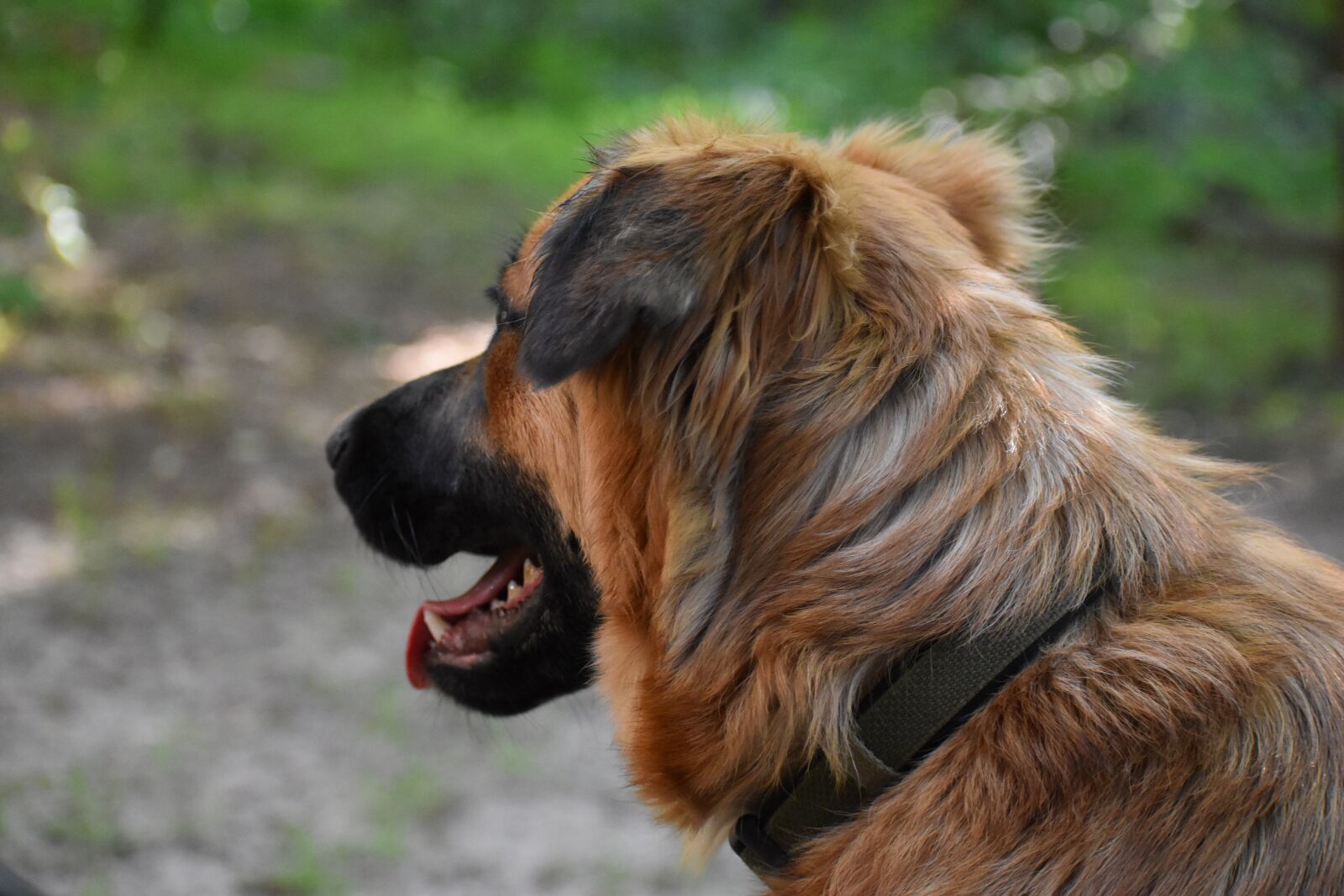 Nikon D3500 sample photo. Dog, nature, pet photography