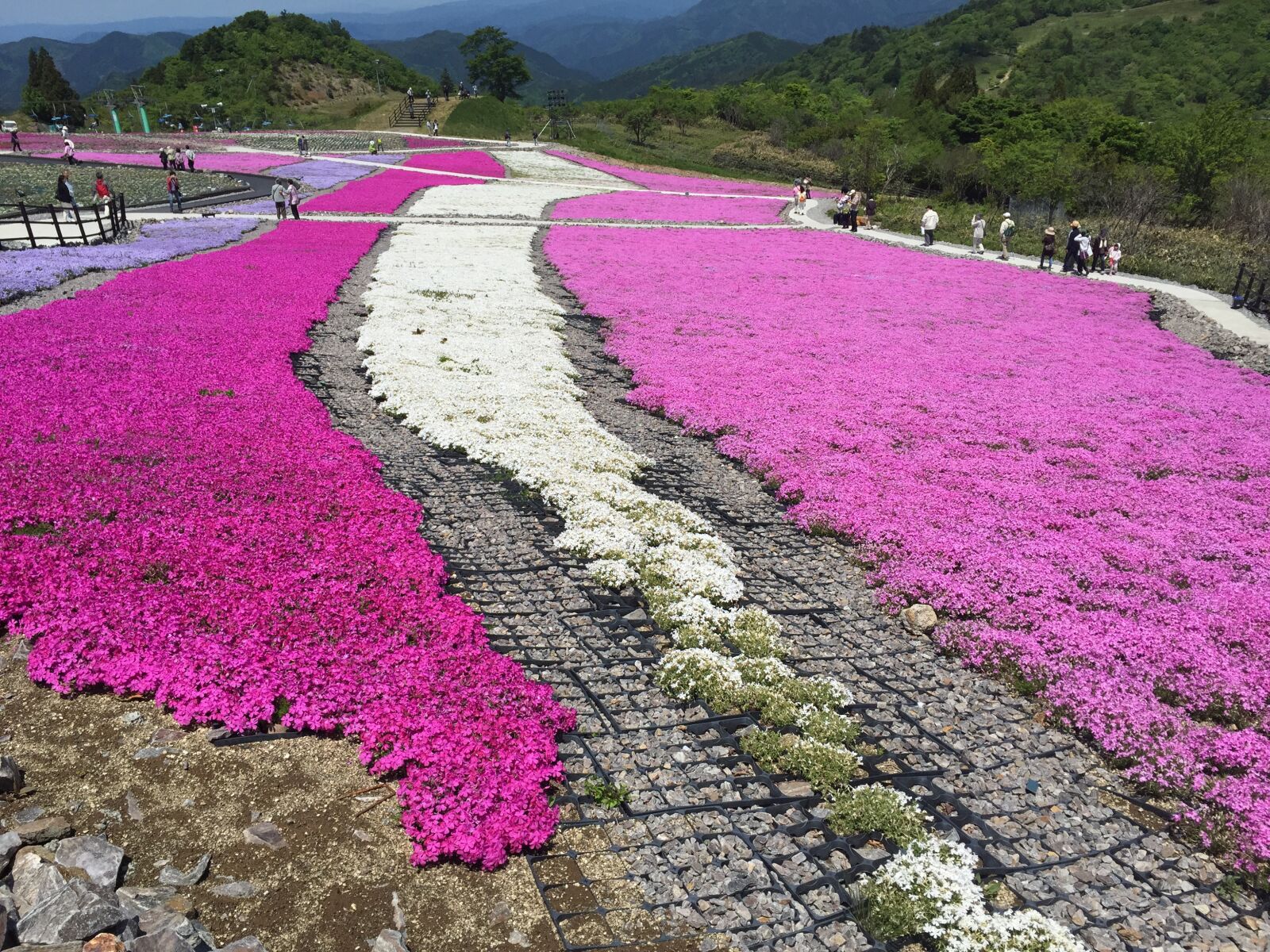 Apple iPhone 6 sample photo. Phlox, carpets of flowers photography